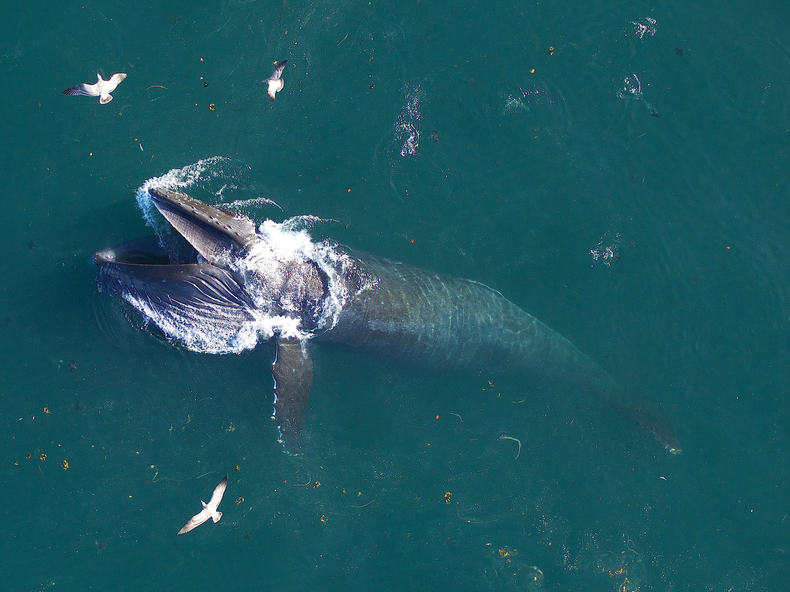 A blue whale with a removable tag surfaces off the coast of California, U.S. in this undated handout photograph. Goldbogen Laboratory, Stanford University and Duke University Marine Robotics and Remote Sensing under NOAA/NMFS permits/Handout via REUTERS