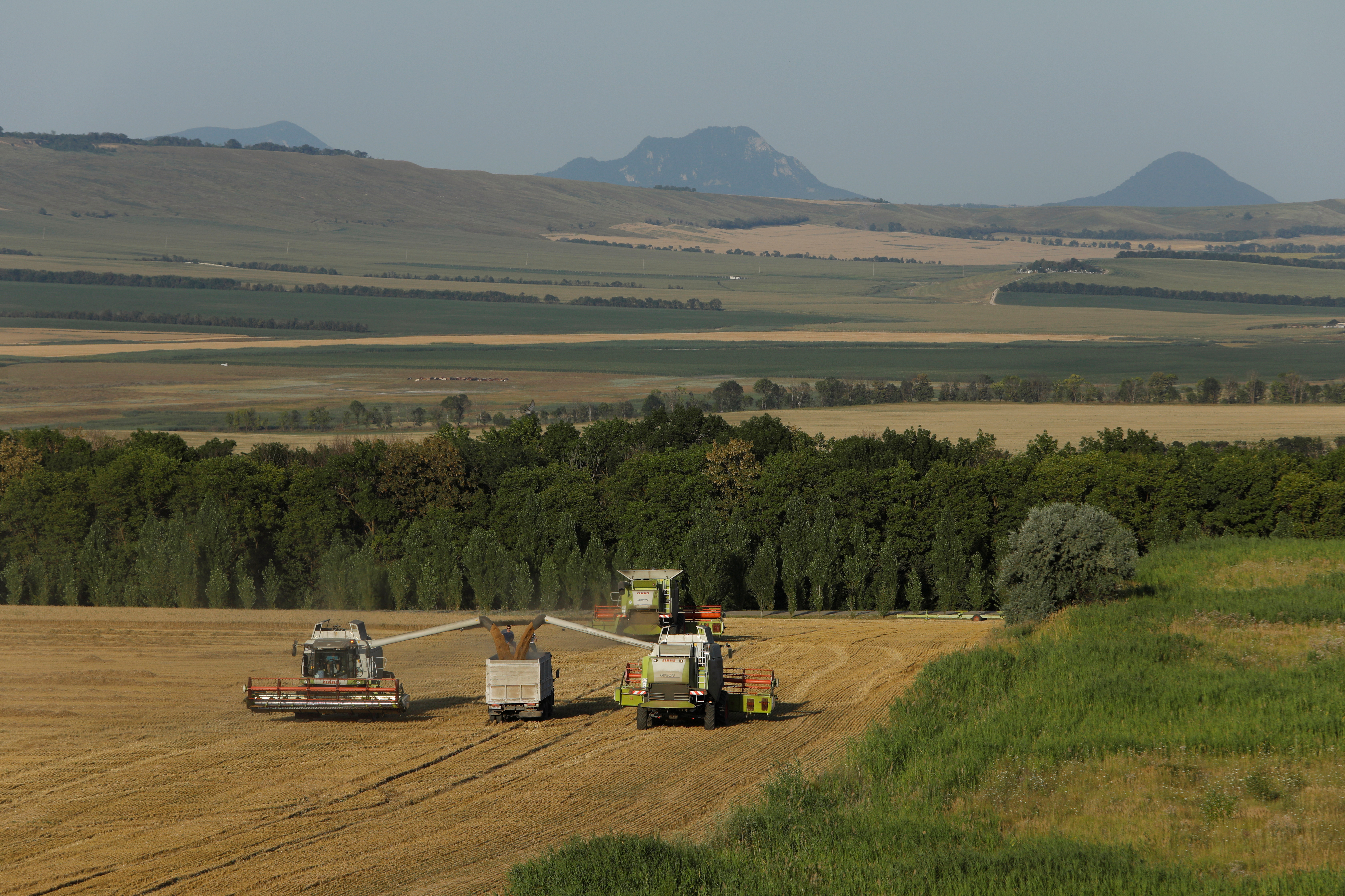 Combines harvest wheat in a field in Stavropol Region