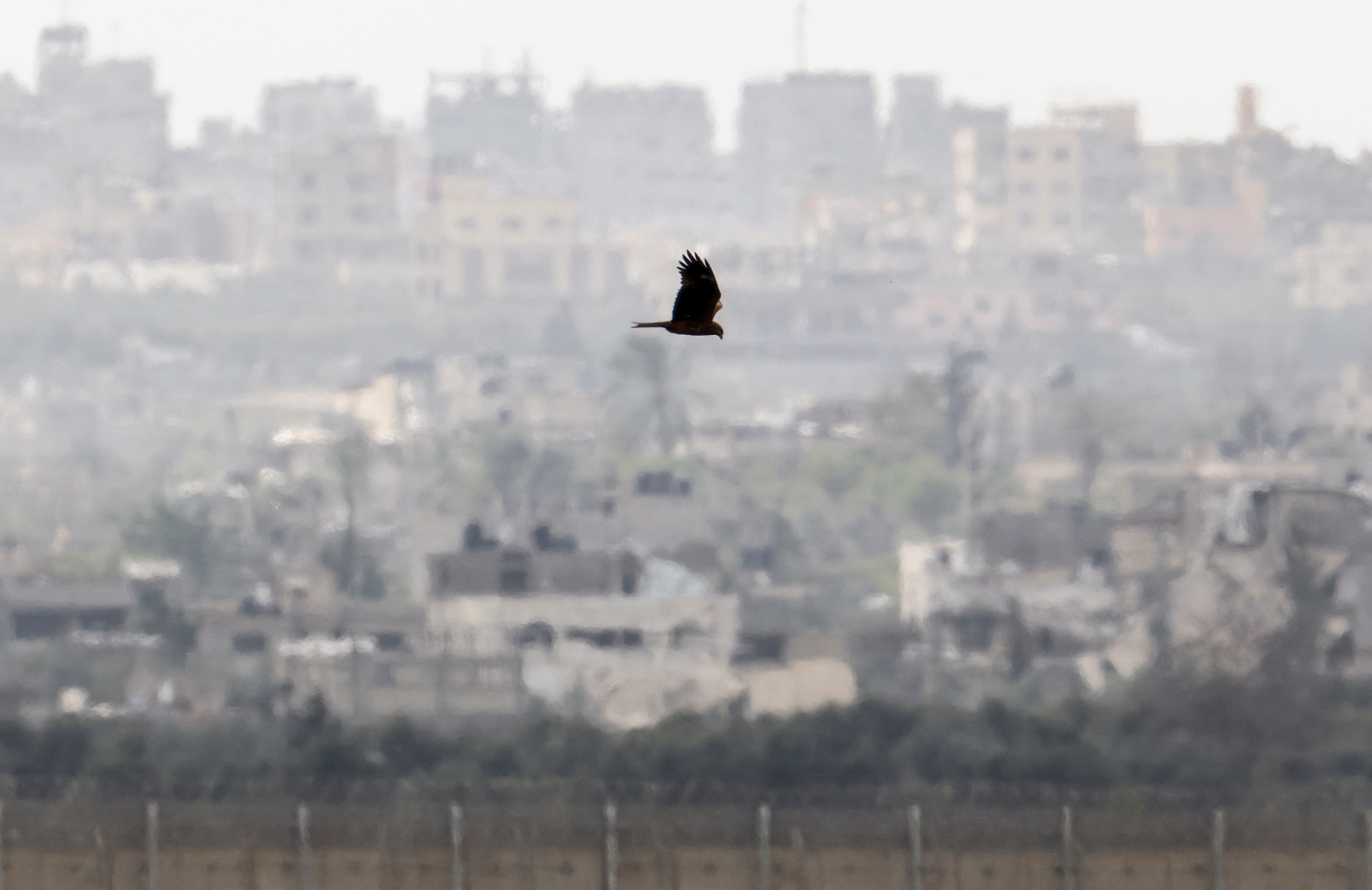 A bird flies along the Israel-Gaza border as the ruins of Gaza are seen in the background, as seen from southern Israel