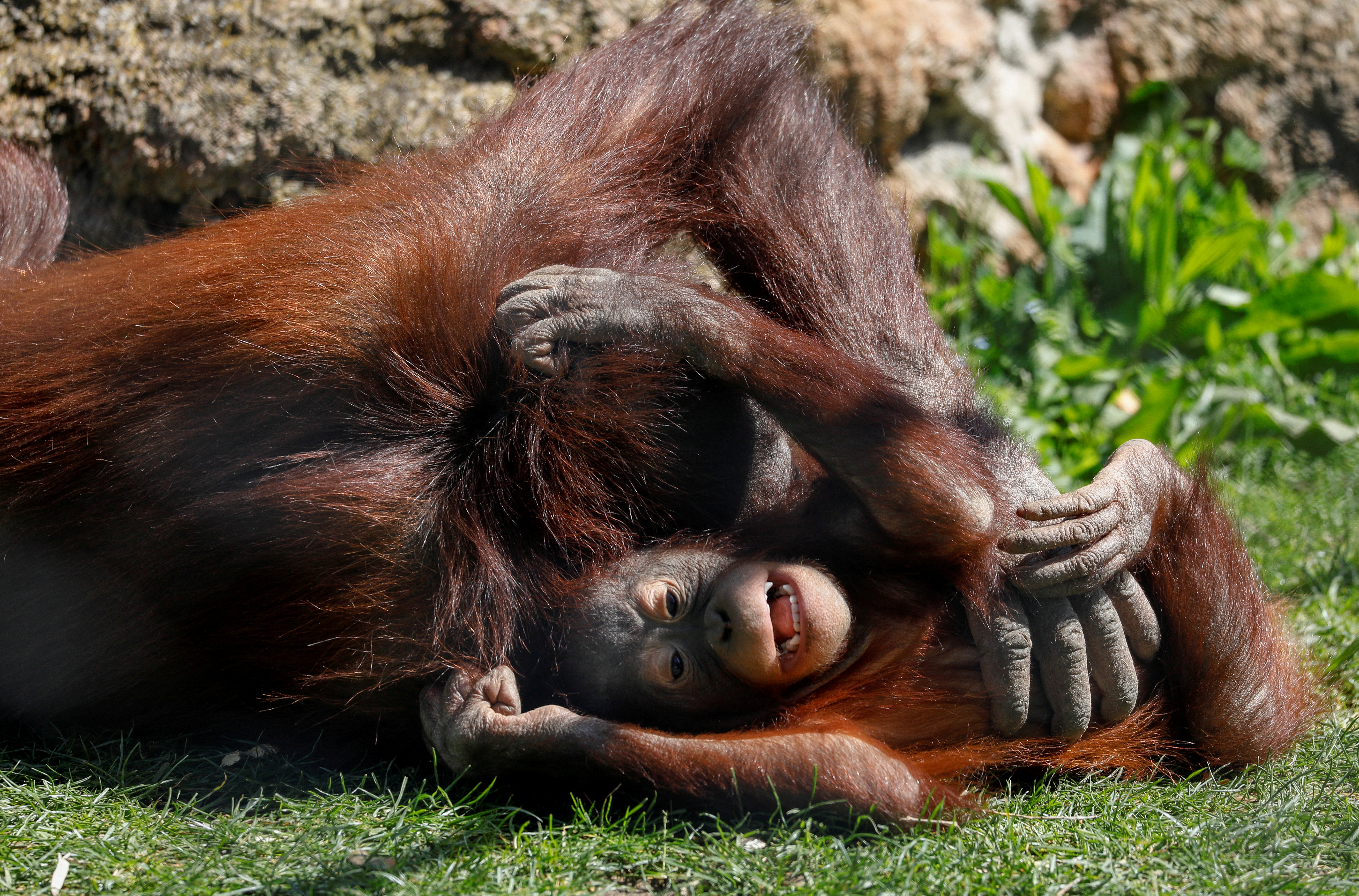 Sabah, a baby female Bornean orangutan, plays with her mother Surya in their enclosure at the Madrid zoo
