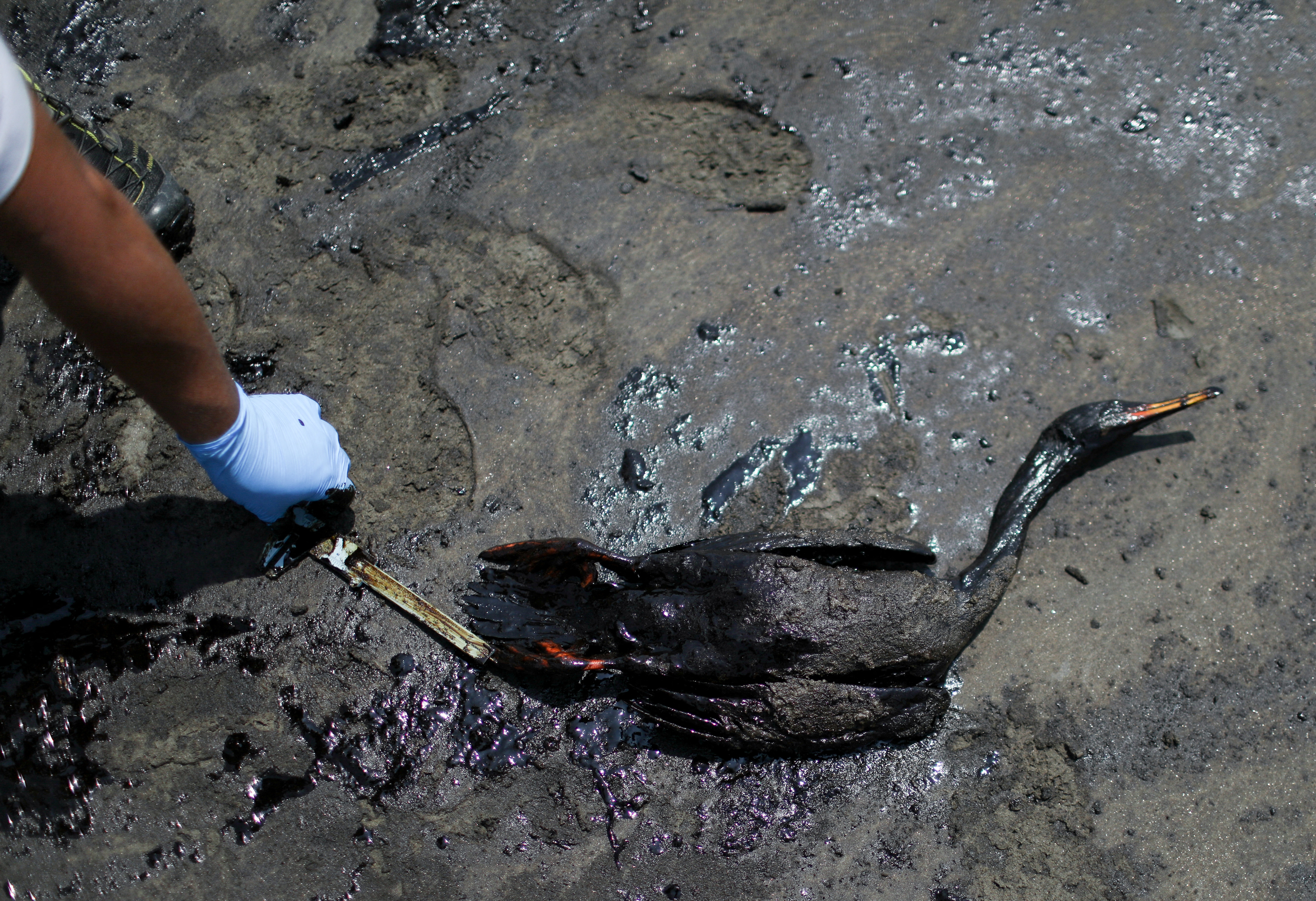 Workers clean up an oil spill in Ventanilla