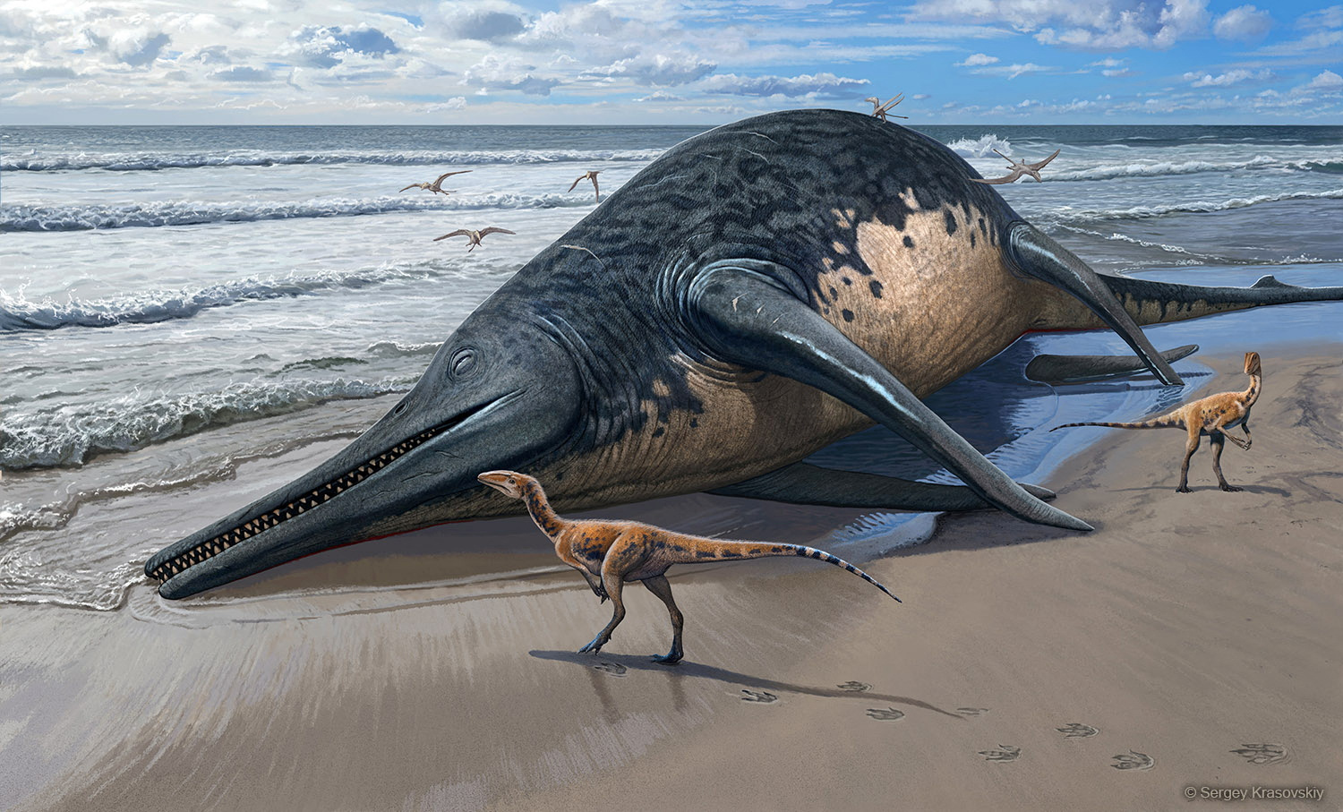 This illustration shows the washed-up carcass of  a Ichthyotitan severnensis, a newly identified species of marine reptile that lived 202 million years ago based on fossils discovered at Somerset,  England