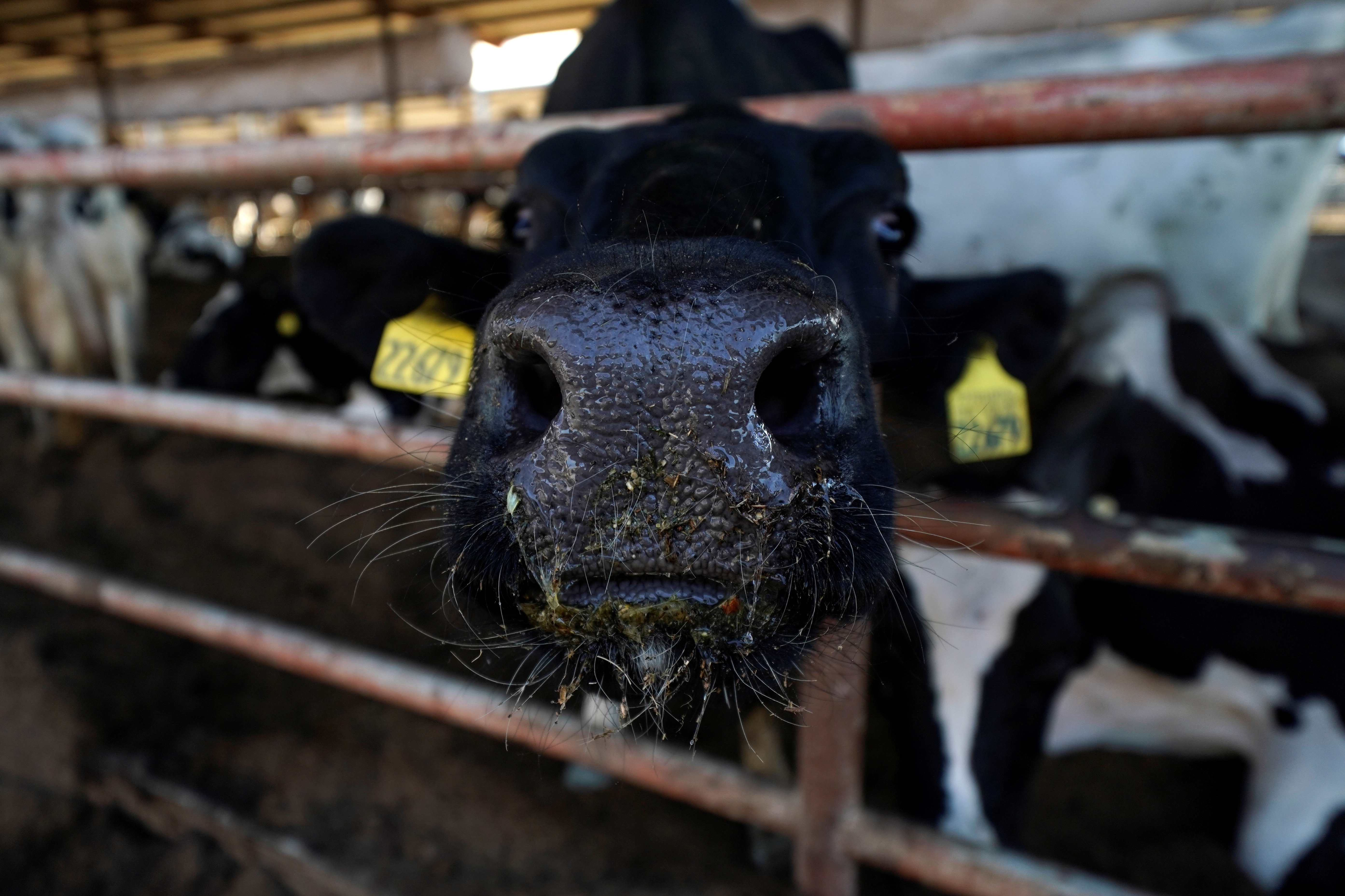 A Holstein cow looks out from a feeding pen at a dairy farm in Pixley, California