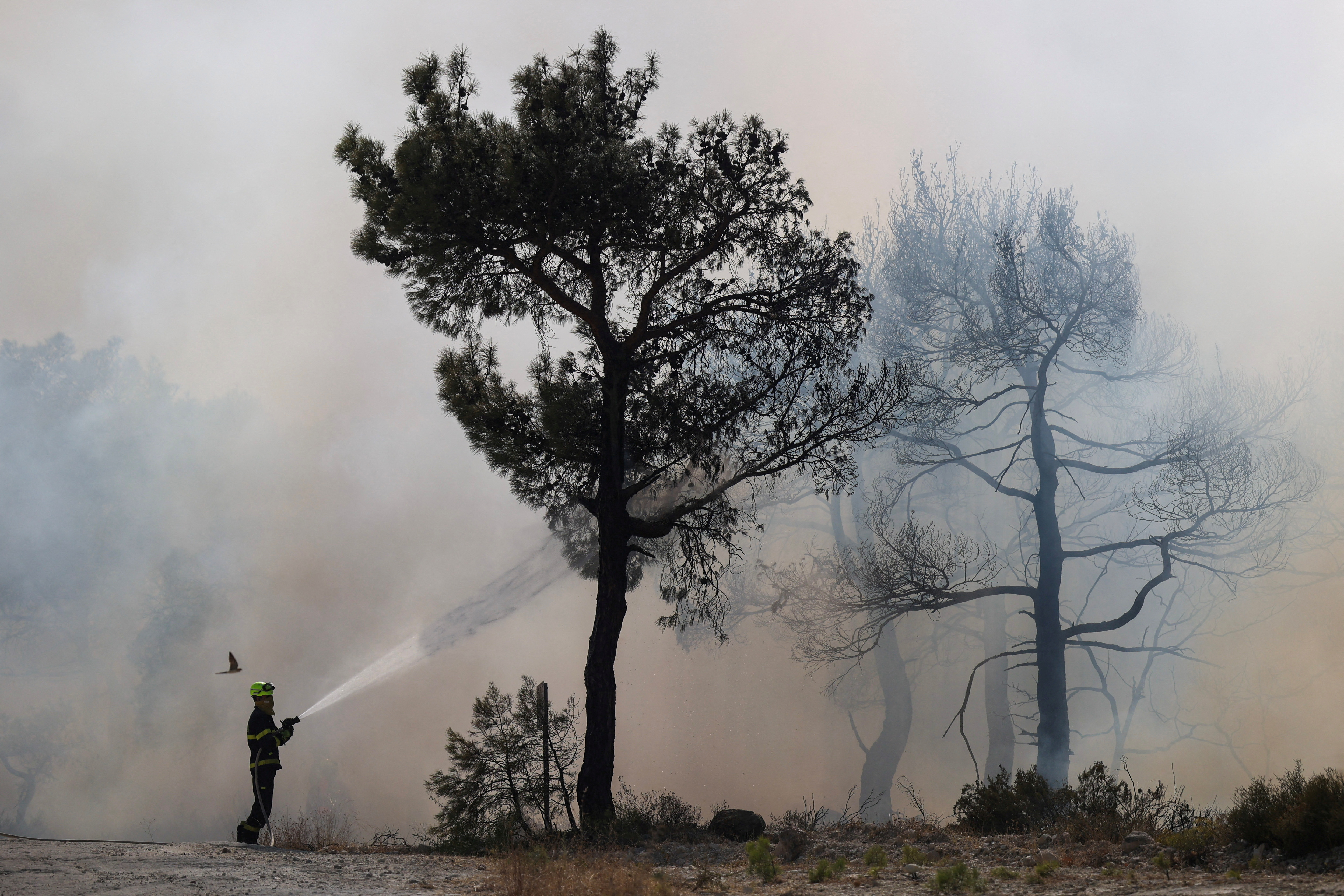 Wildfire in the region of Evros