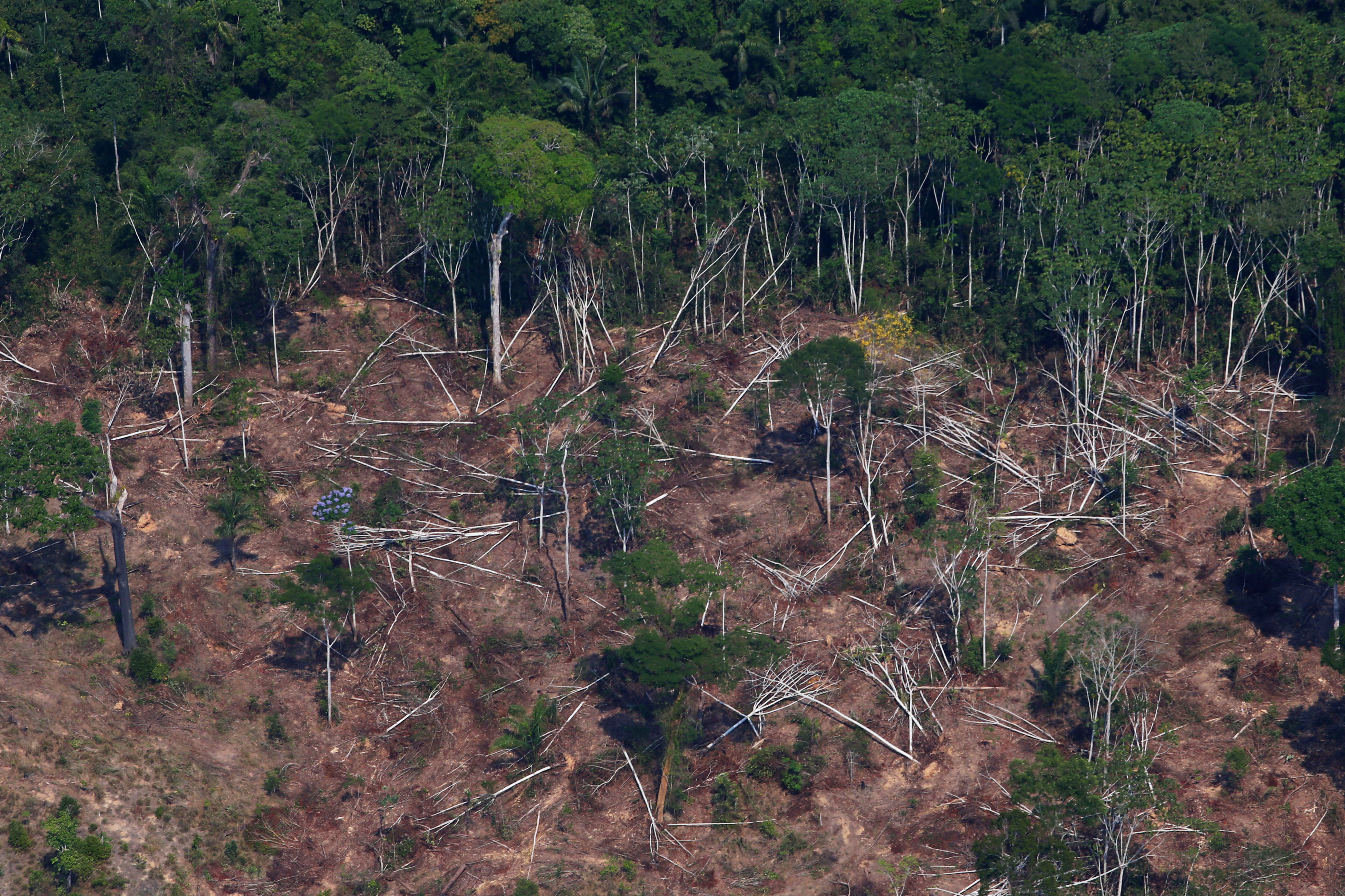 A deforested and burnt plot is seen in Jamanxim National Forest in the Amazon, near Novo Progresso
