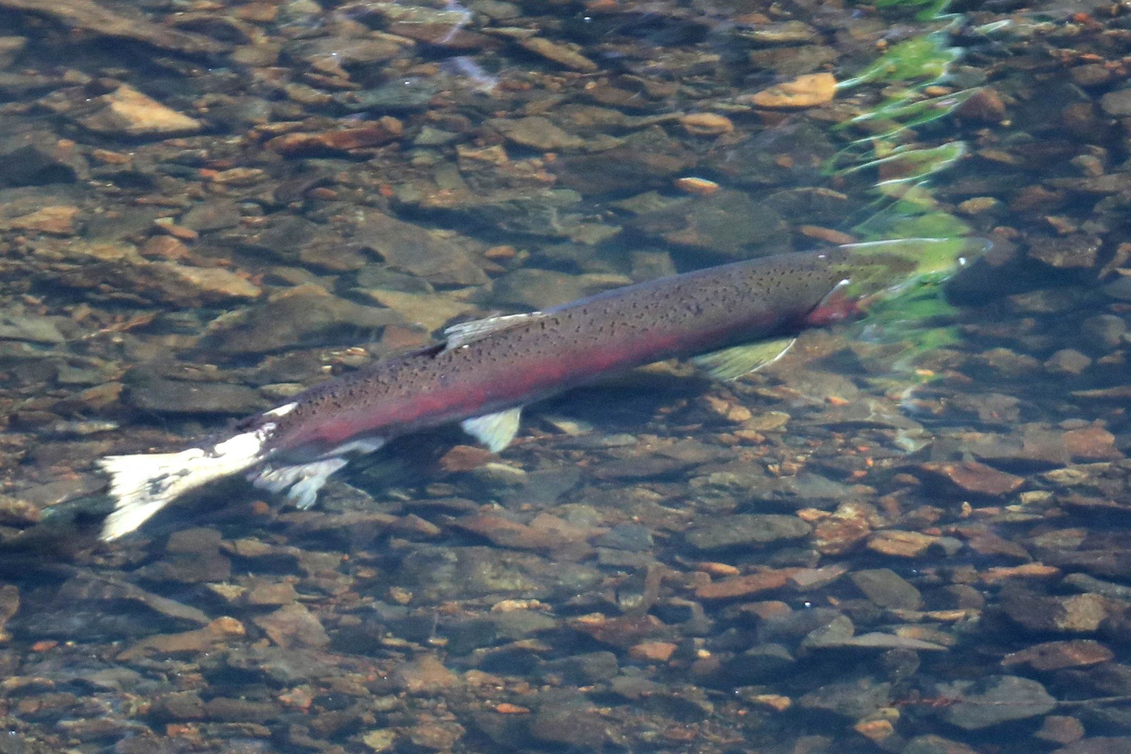 An endangered coho salmon swims during spawning season in Lagunitas Creek in Marin County