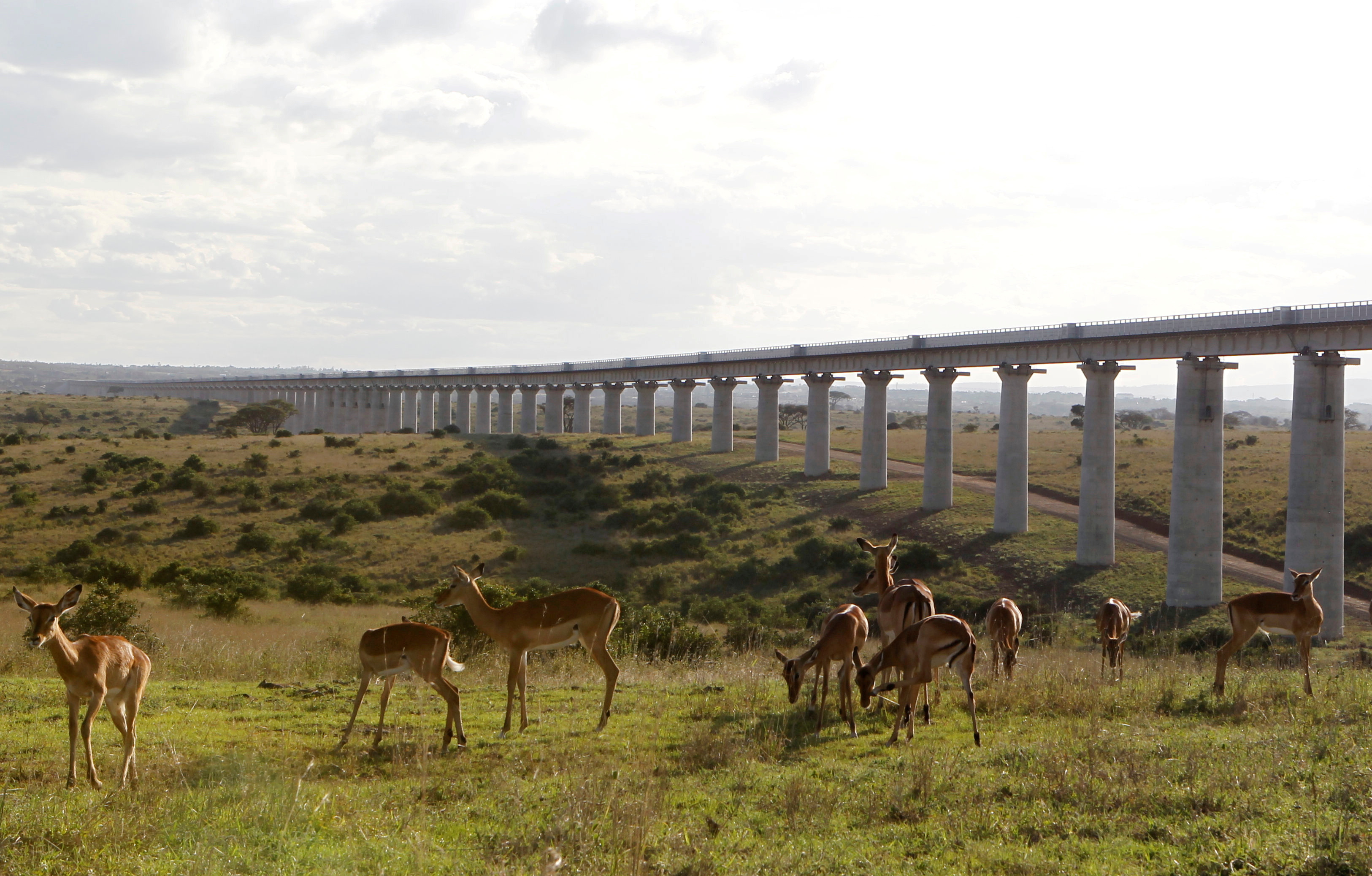 A group of impala graze near the elevated railway line that allows movement of animals below the Standard Gauge Railway line linking Nairobi and Naivasha inside the Nairobi national park in Nairobi
