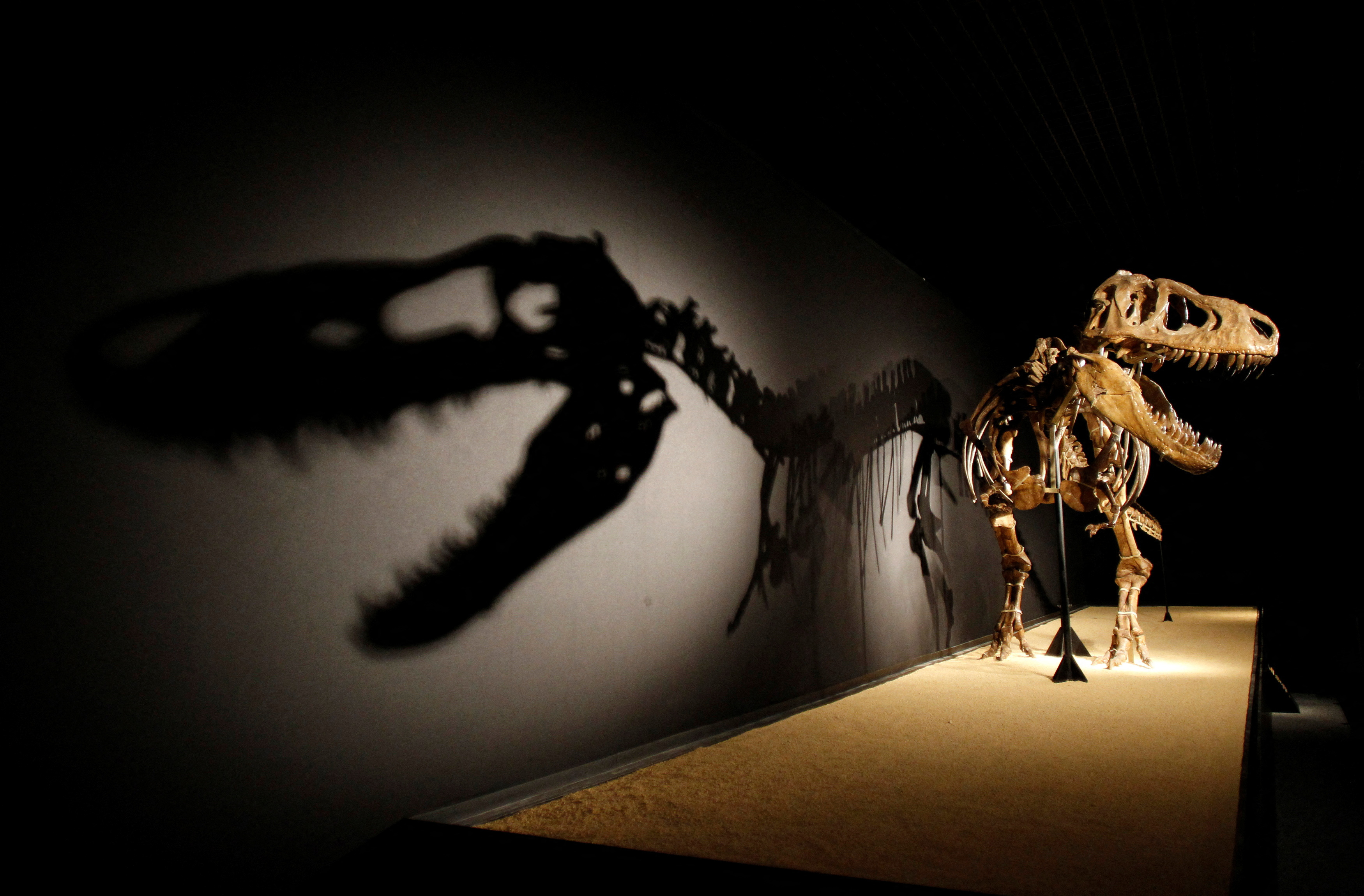A Tarbosaurus dinosaur skeleton is displayed during an exhibition 