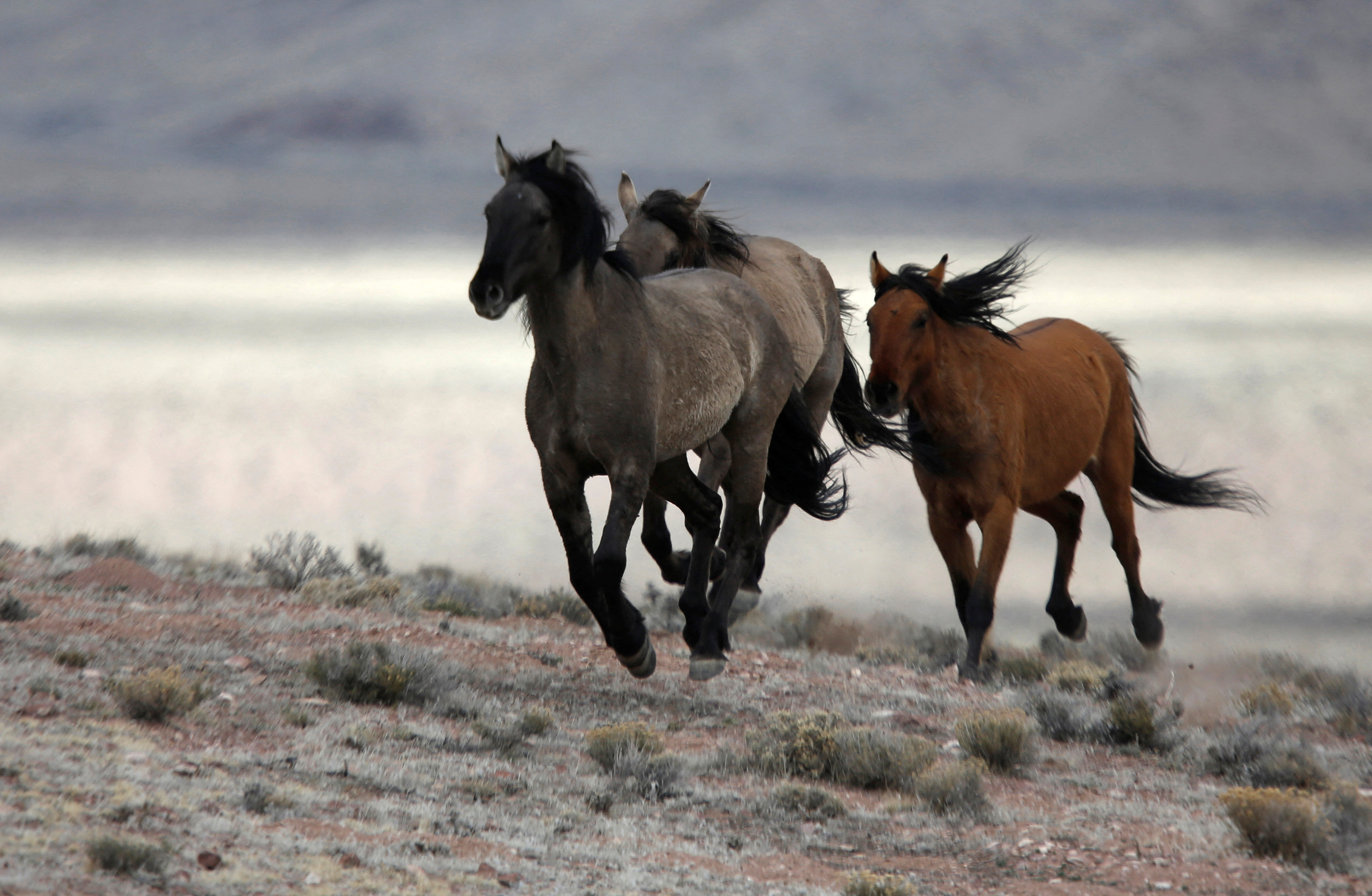 Several wild horses escape the Bureau of Land Management (BLM) gather trap south of Garrison, Utah