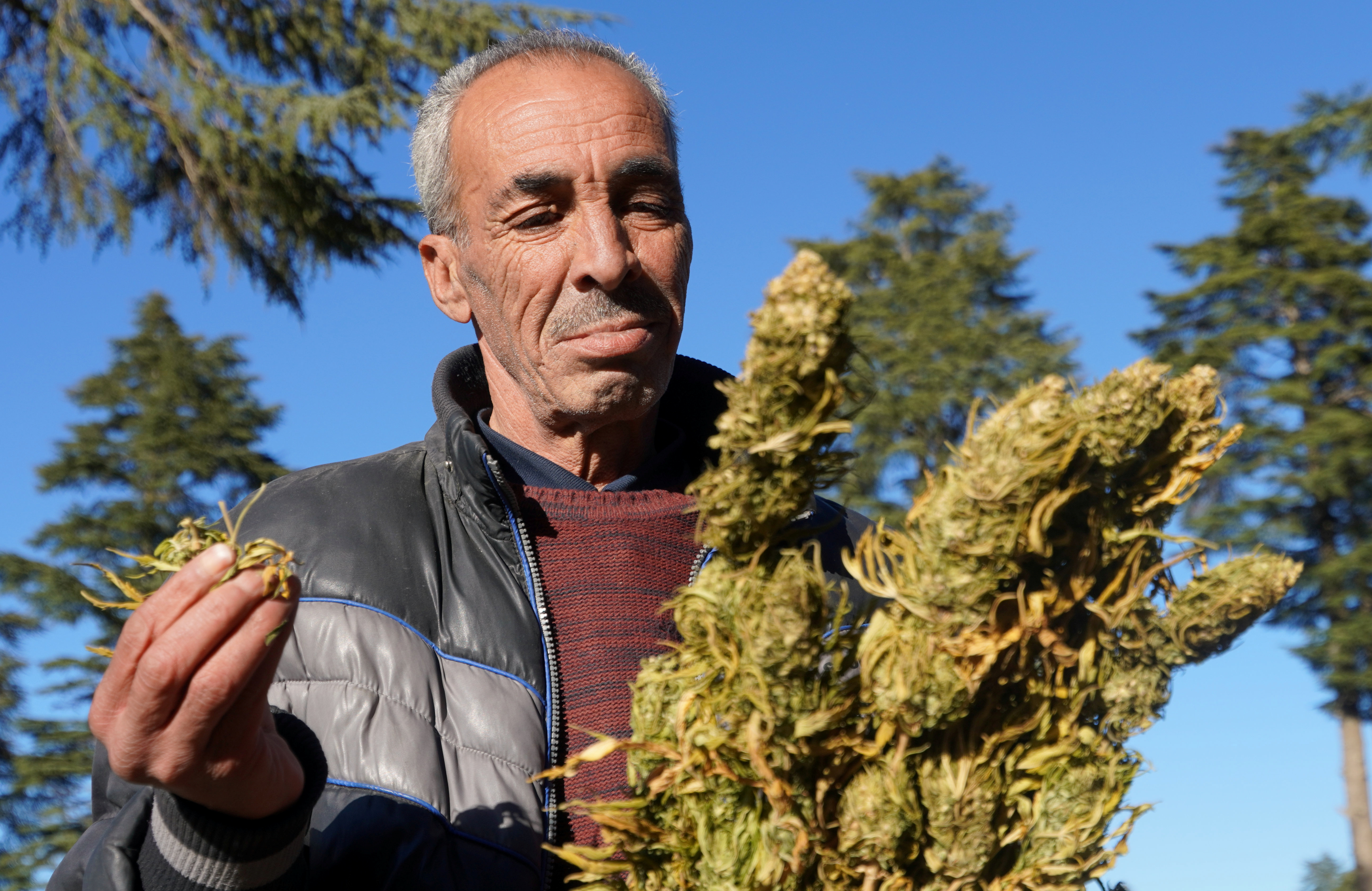 A farmer carries dried cannabis bundle in Ketama