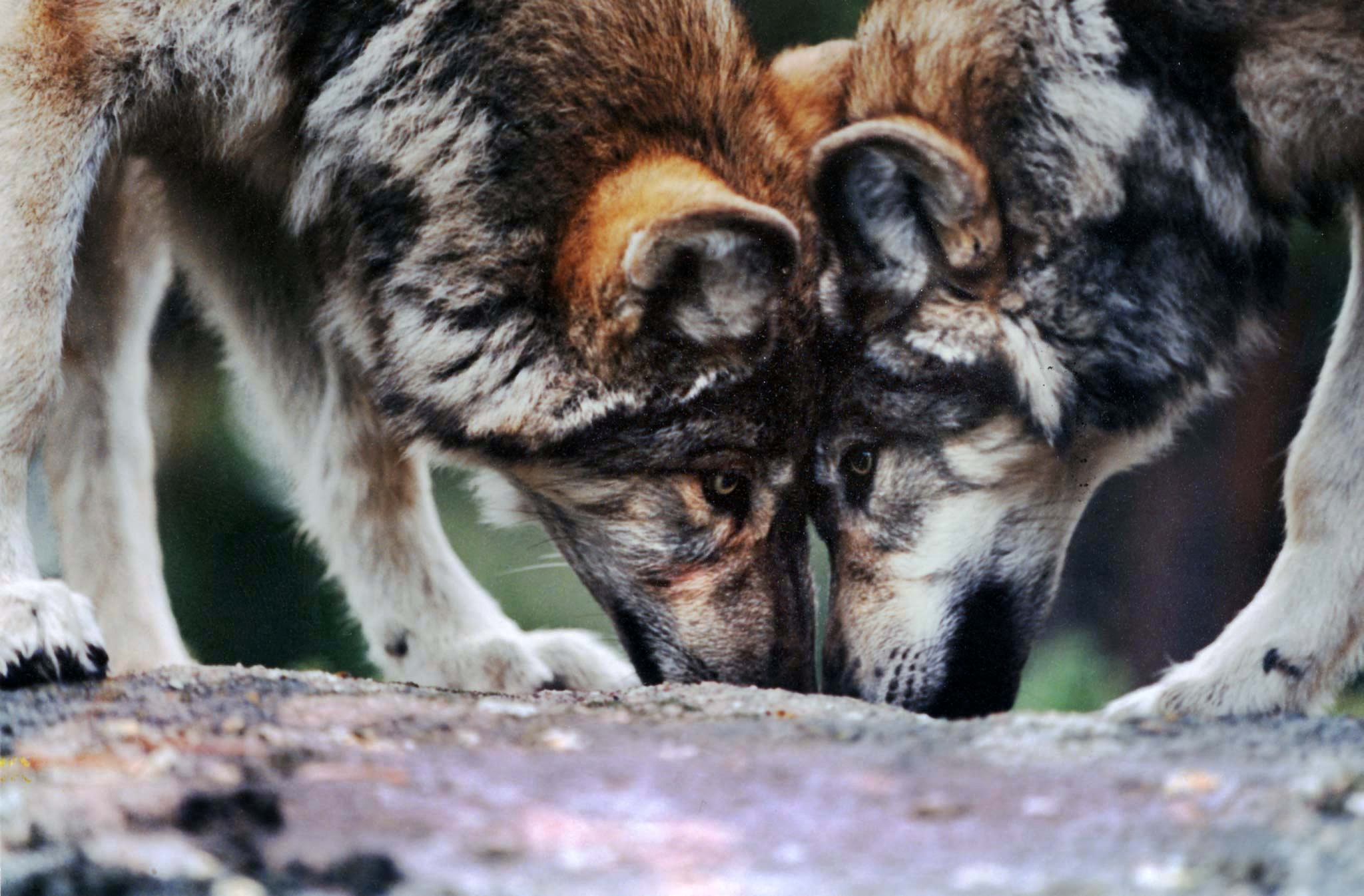 U.S. Judge Restores Federal Protections To Gray Wolf | Reuters