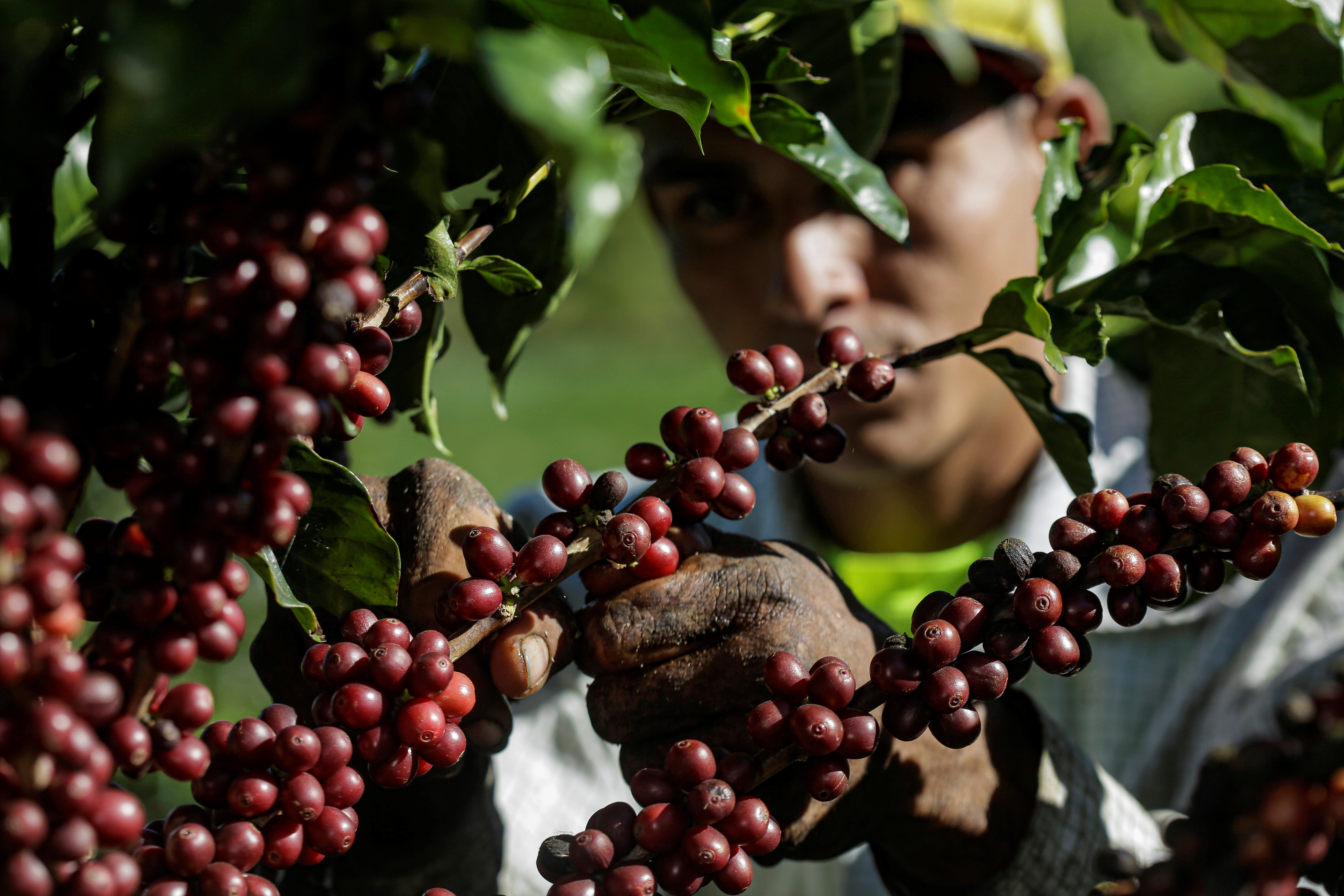 A worker picks ripe coffee cherries at a coffee plantation, in Grecia