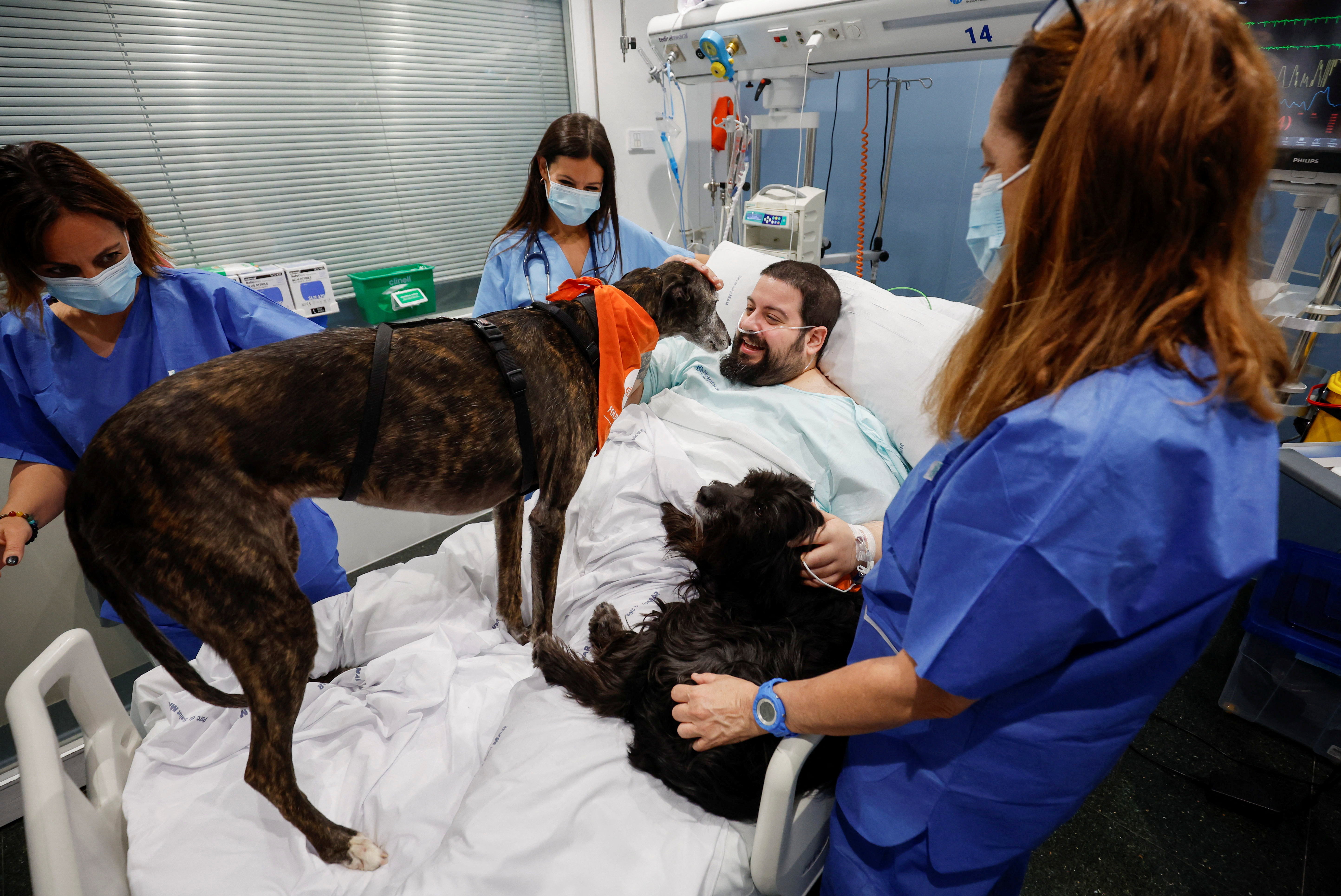 Theraphy dogs bring relief and comfort to ICU patients at Hospital del Mar in Barcelona