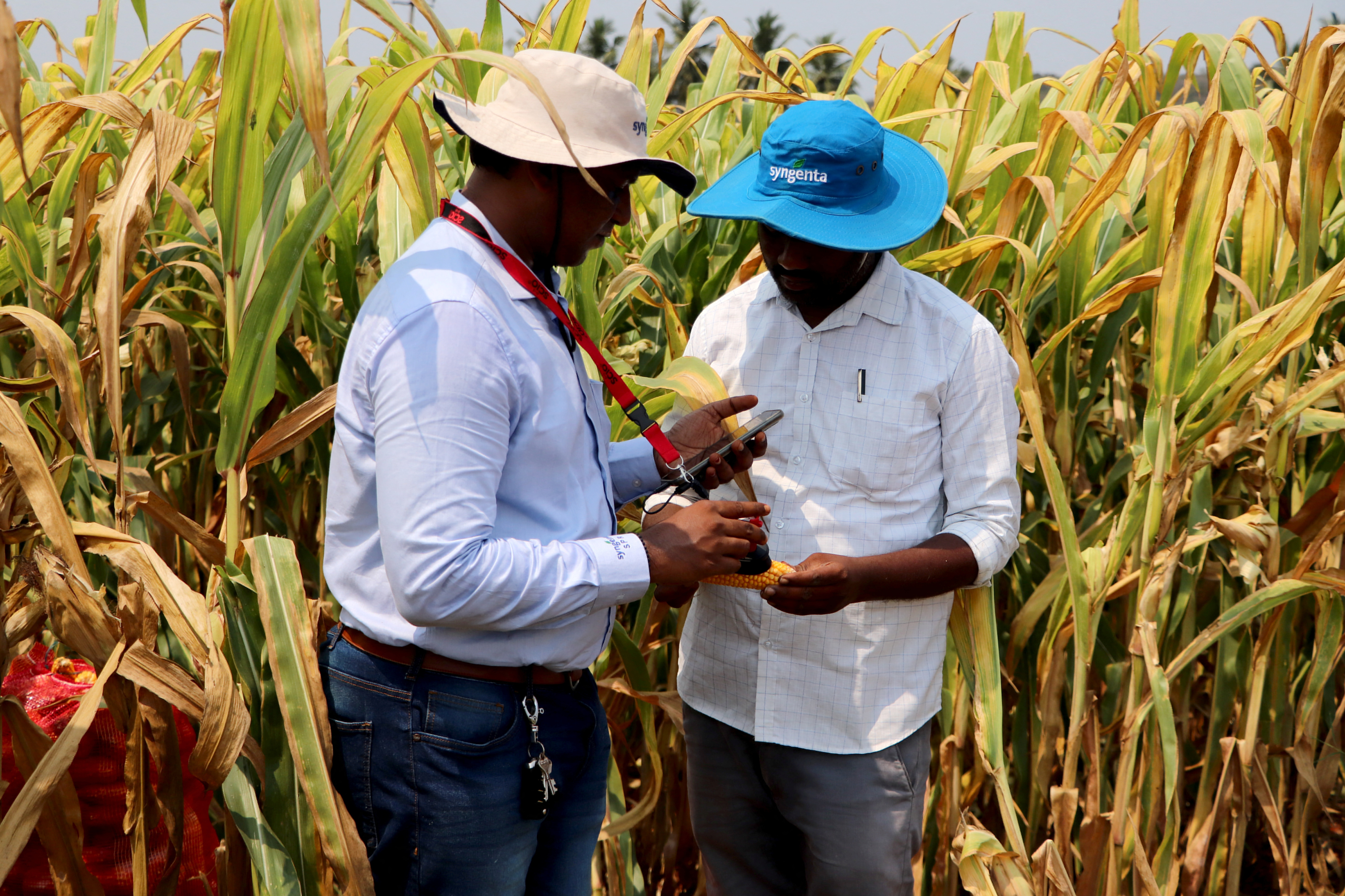 Employees of Syngenta examine corn with a moisture-meter device to check if the crop is ready for harvest, in a corn field in Krishna district