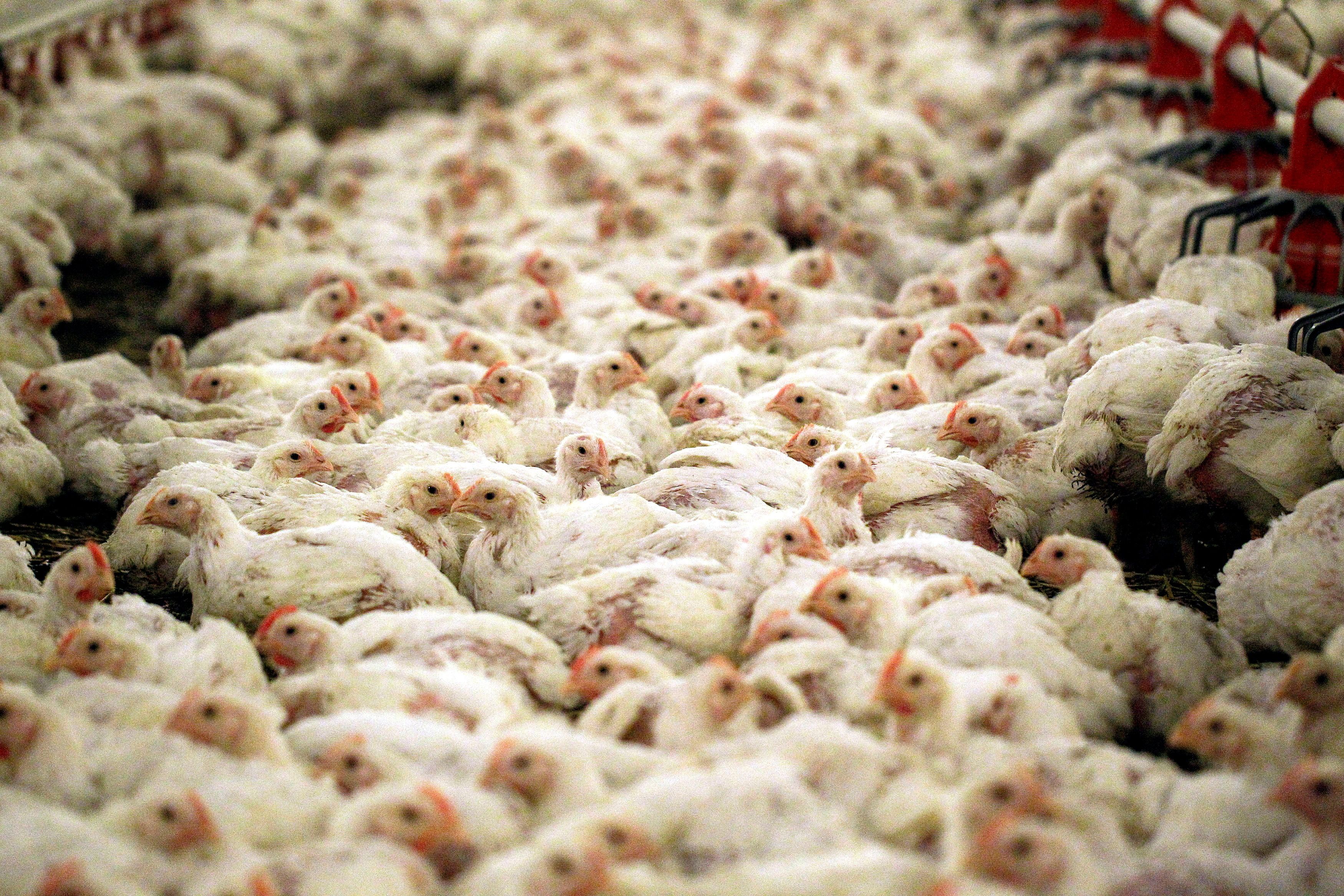 Chickens sit in their pen at Zbigniew Sochodzki poultry farm in the village of Olszewo