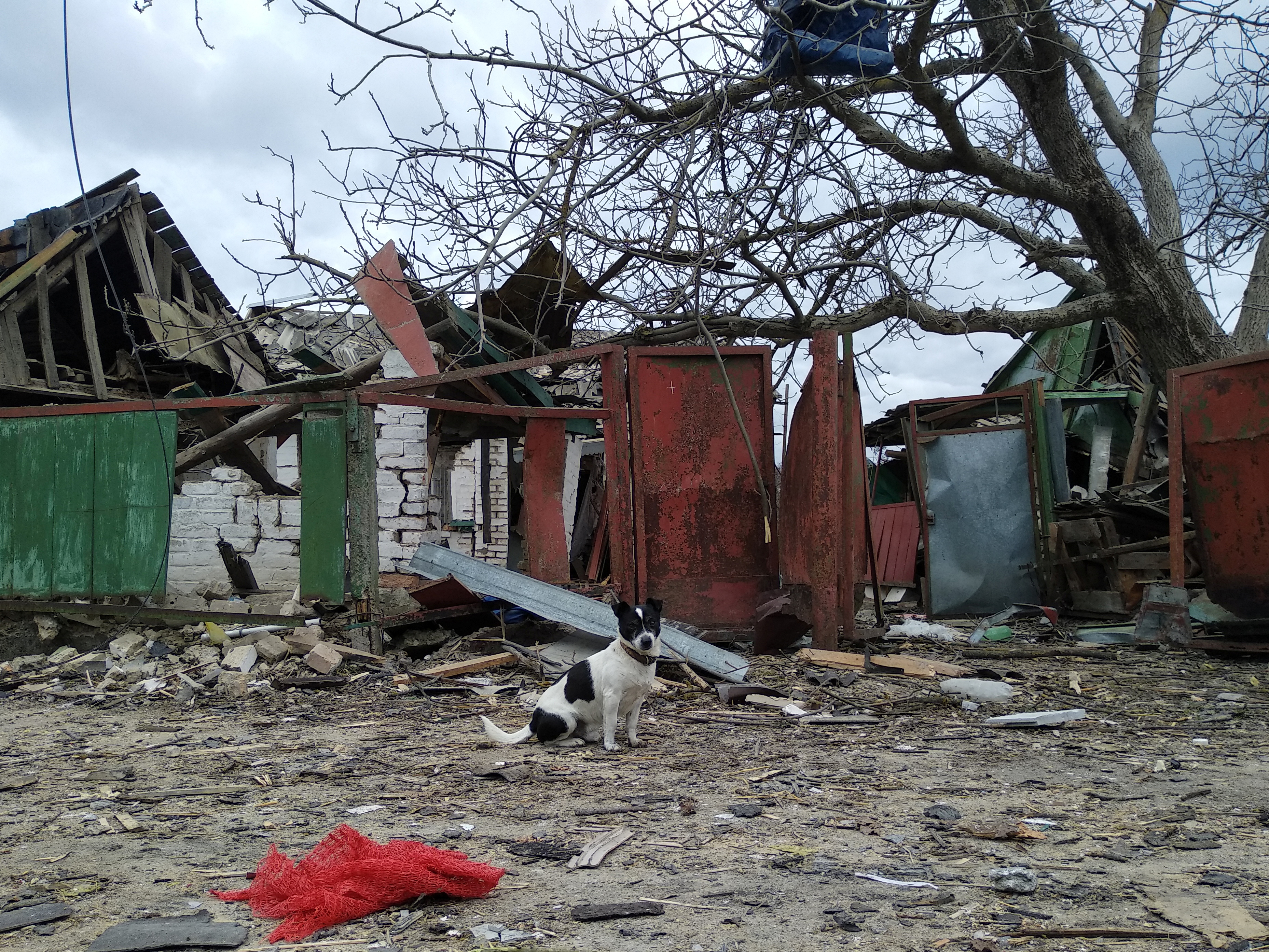 A dog is seen in front of a house damaged by shelling in the Kyiv region