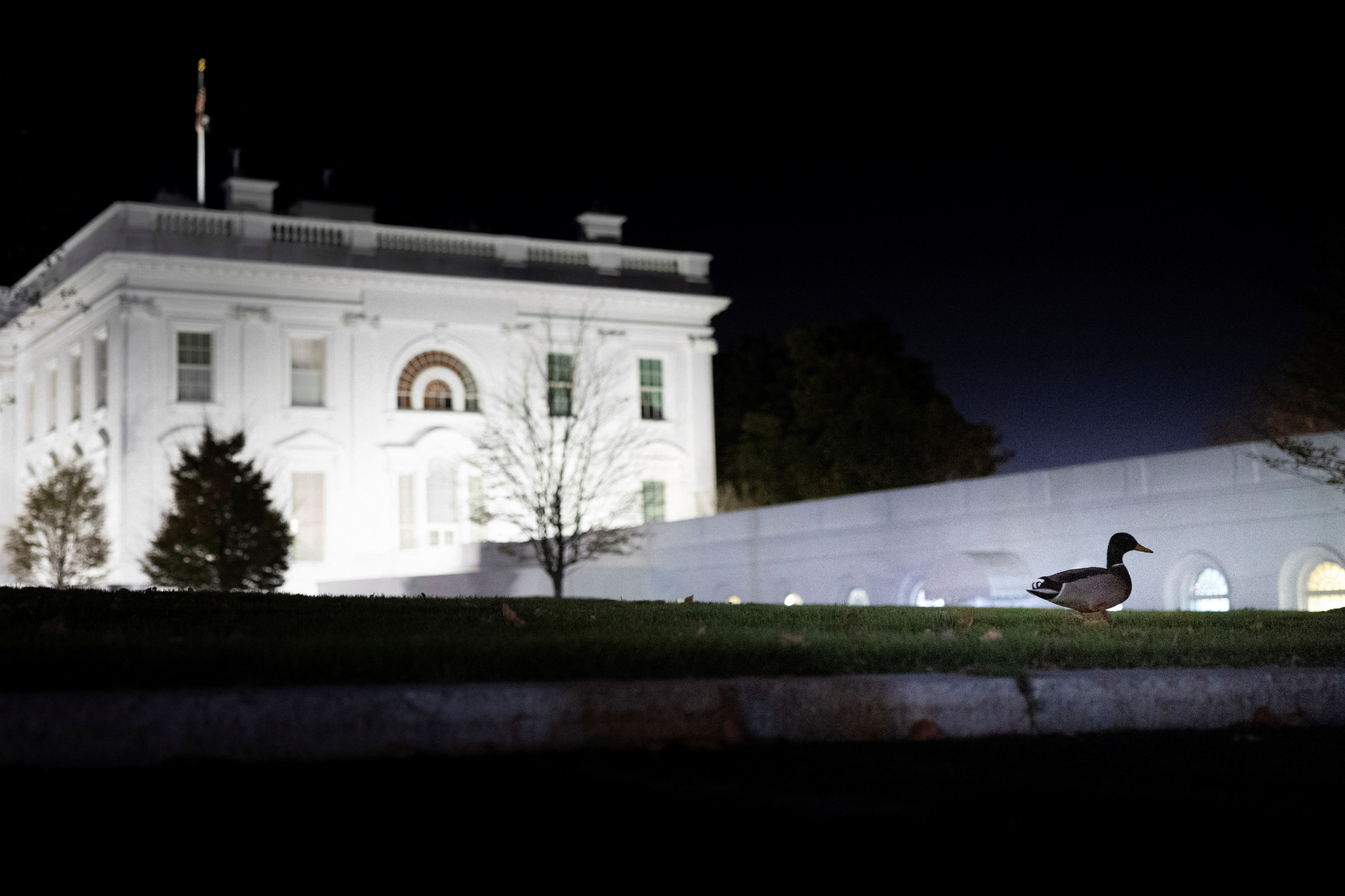 A mallard walks along the North Lawn at the White House in Washington