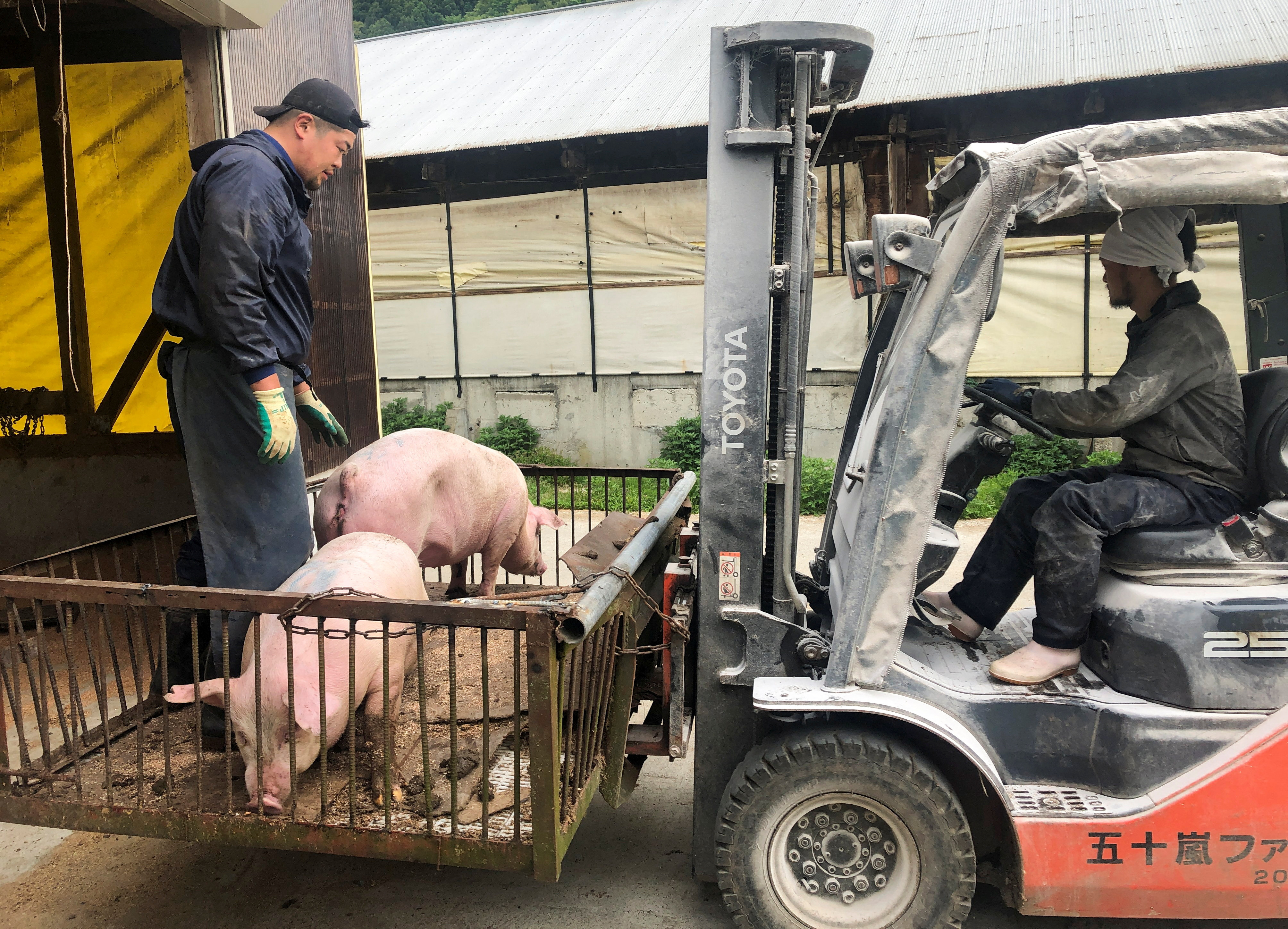 Farmer Kazuharu Igarashi's son tends hogs as they are moved on a forklift to be taken to slaughter, in Tsuruoka