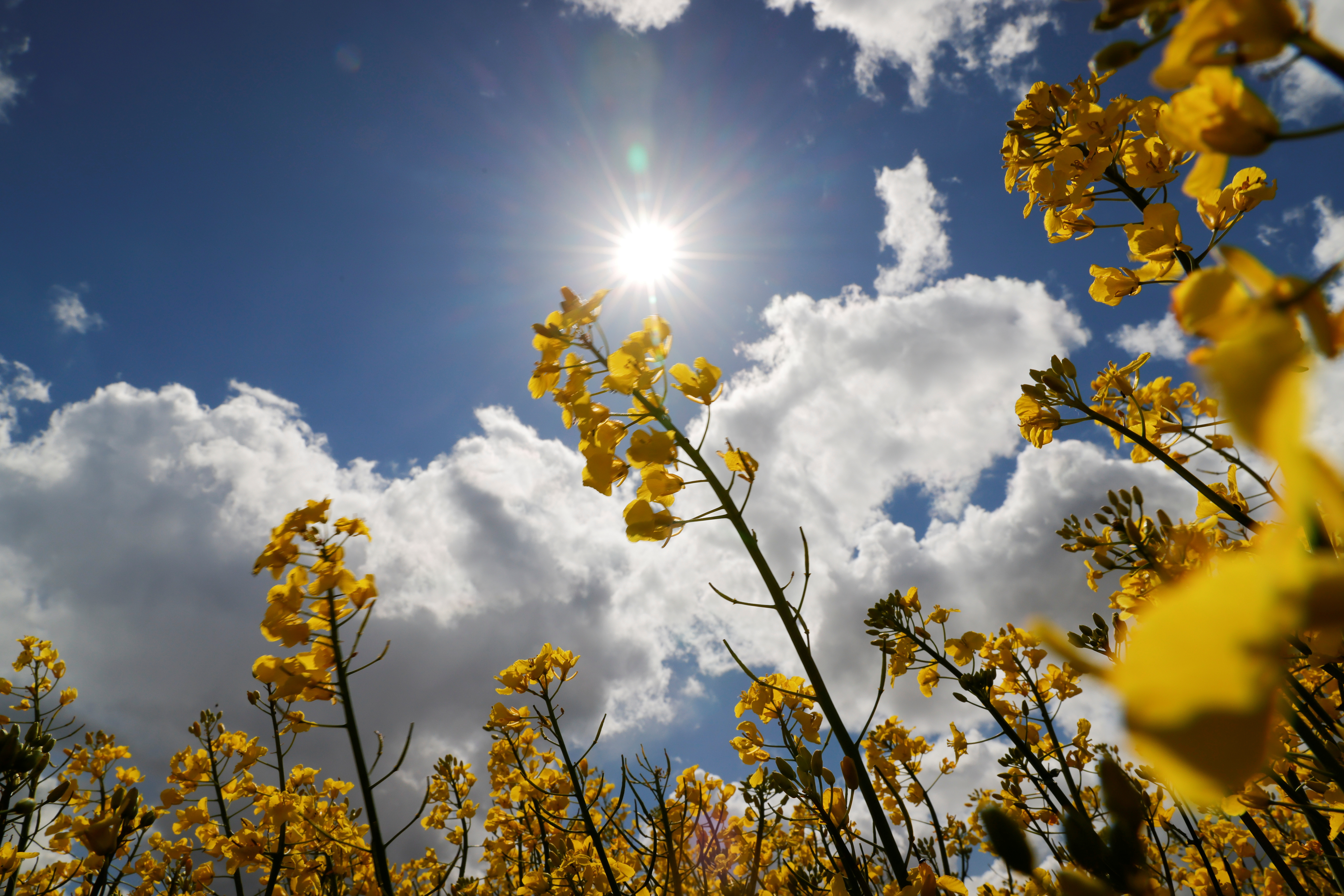 The sun shines over a yellow rapeseed field in Baralle