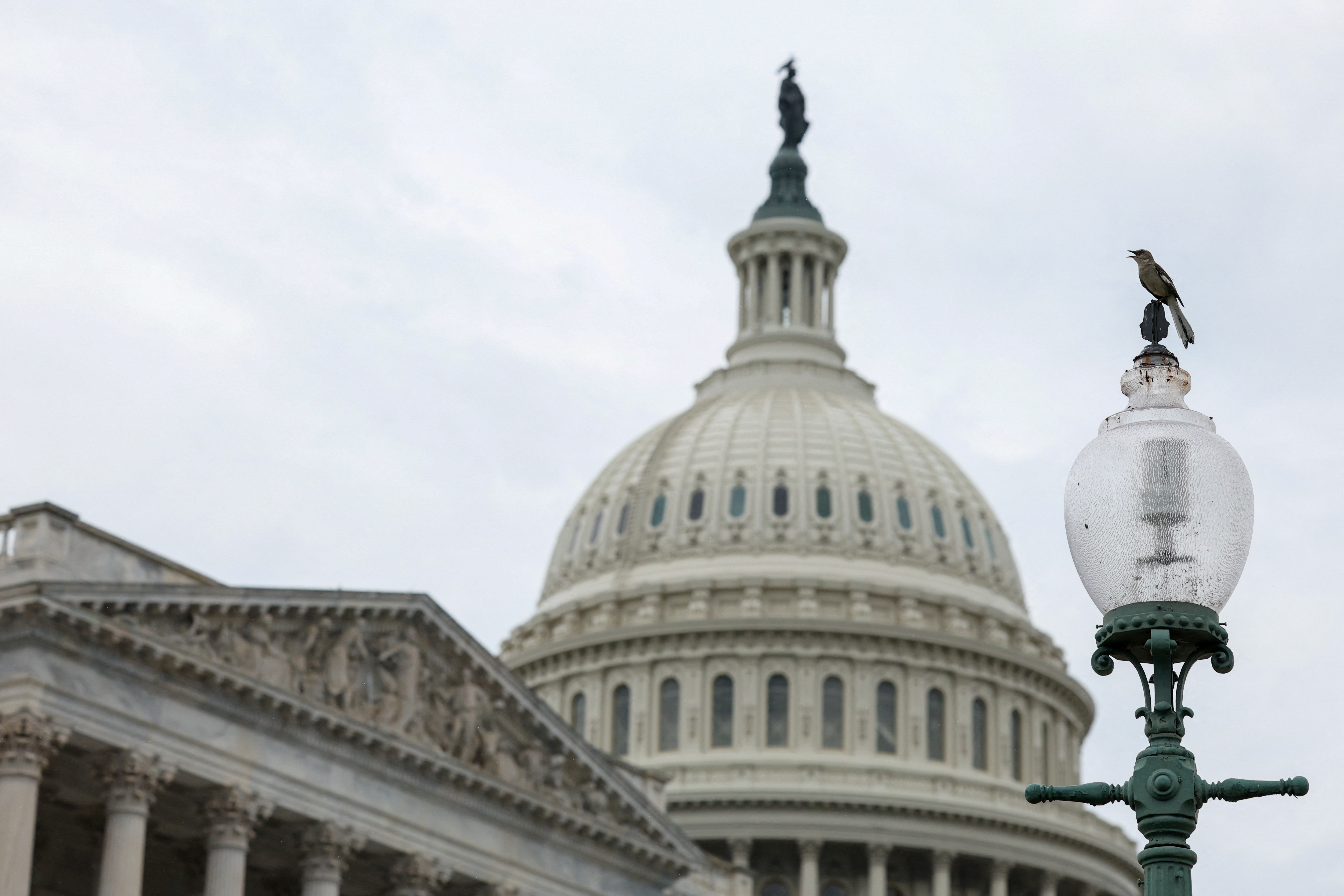 Bird sits on a lamp on Capitol Hill in Washington