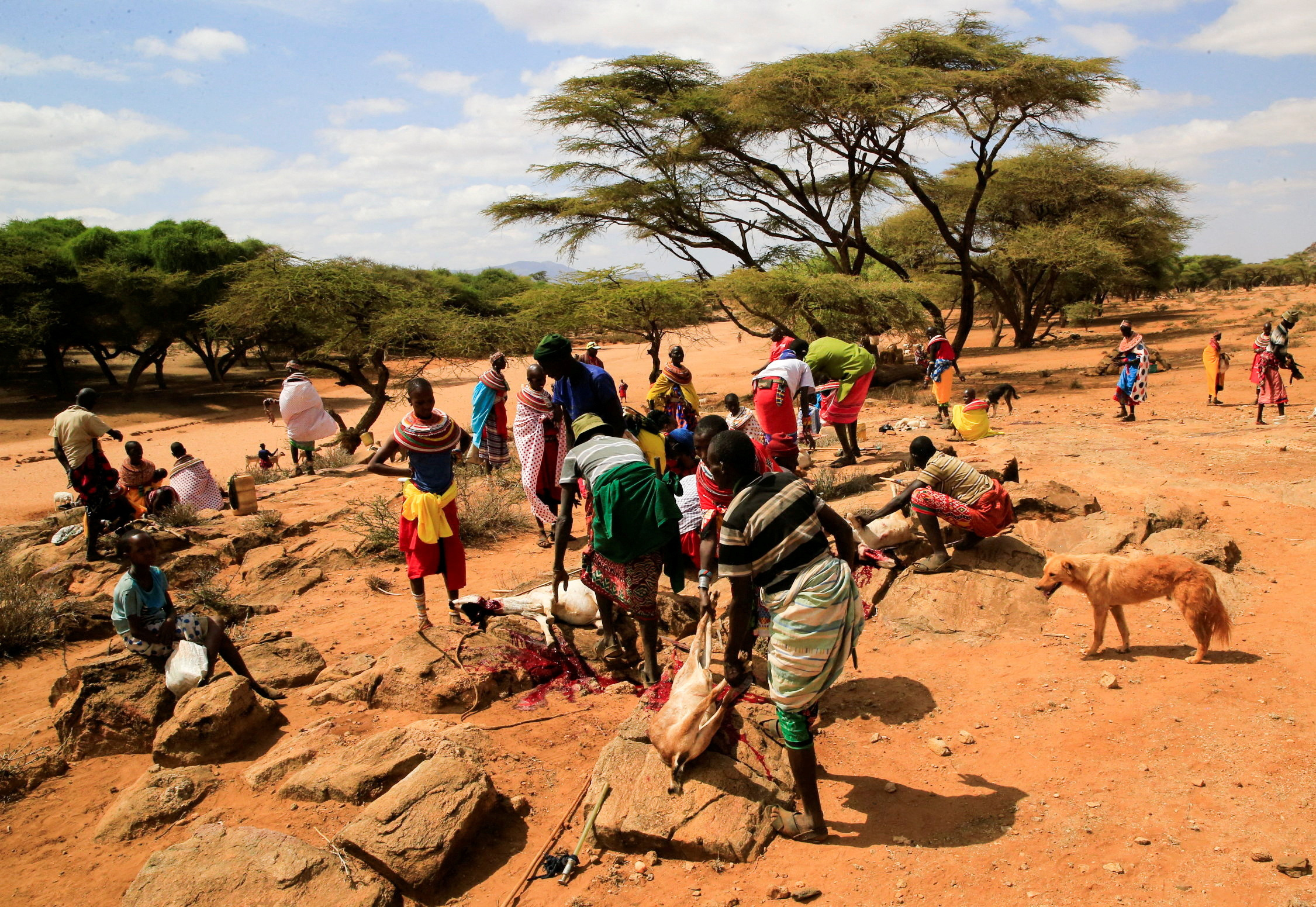 In northern Kenya, drought may keep some herders from voting in Samburu