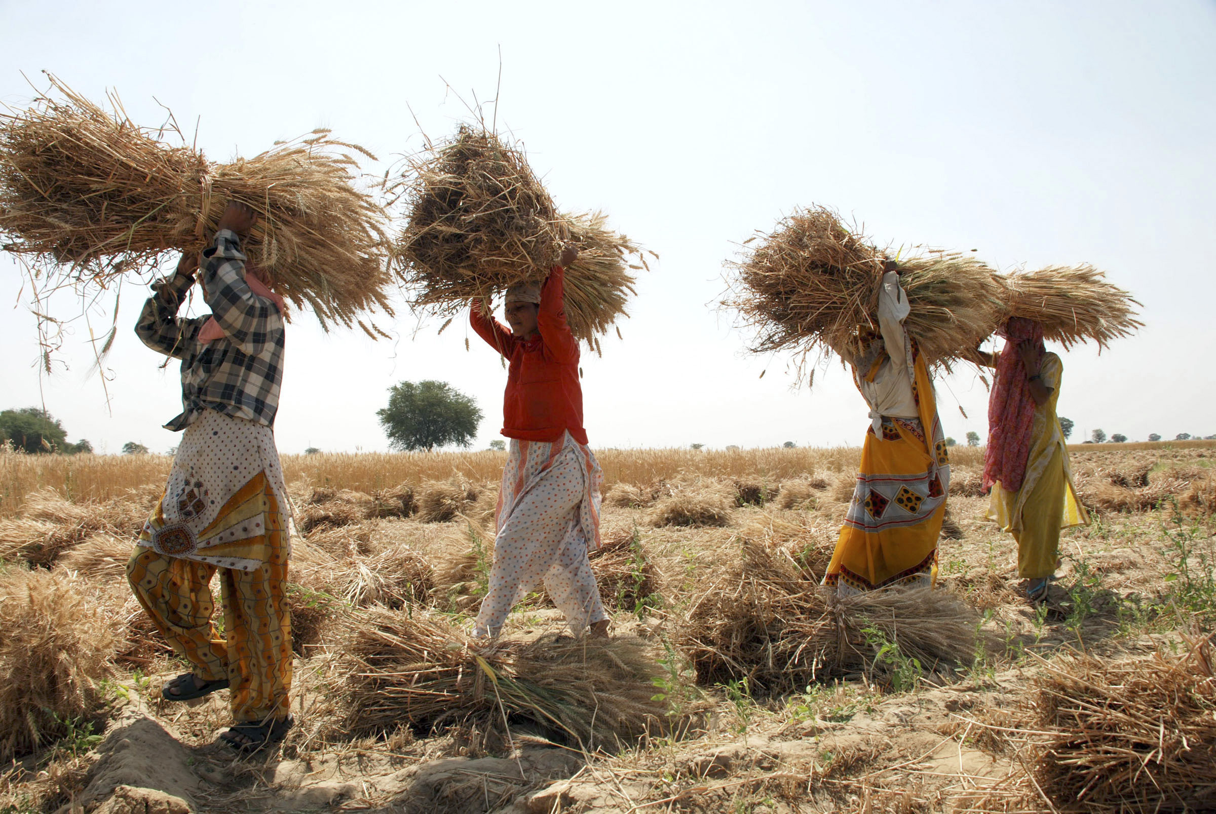 Праздник пшеницы в Индии. Индия ожидает собрать в 2023 году рекордный урожай пшеницы. Planting Wheat in Brazil.. Manual harvesting of Wheat in India.