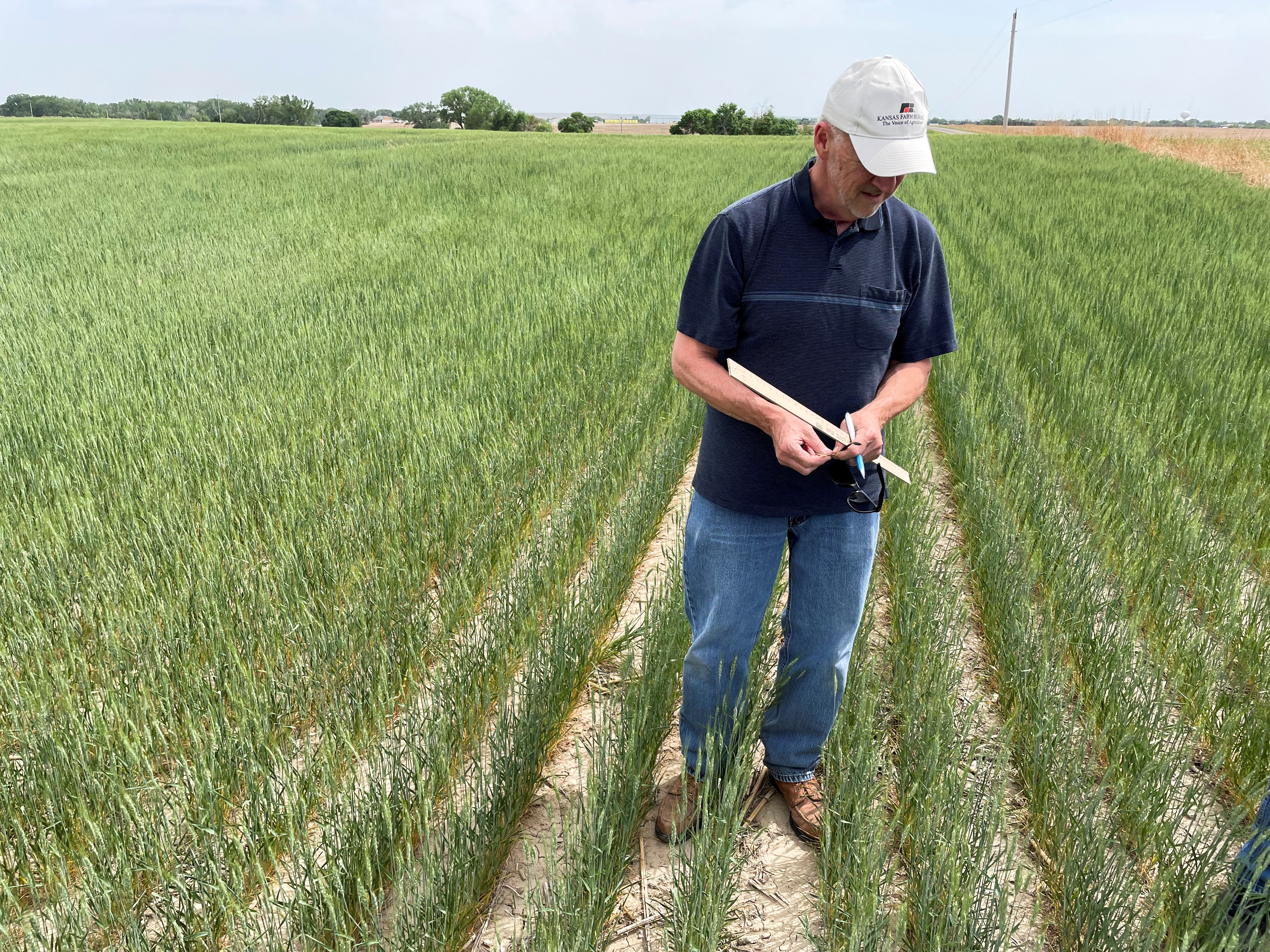 Mark Nelson, a scout on the Wheat Quality Council's Kansas wheat tour, checks a drought-hit winter wheat field near Hill City