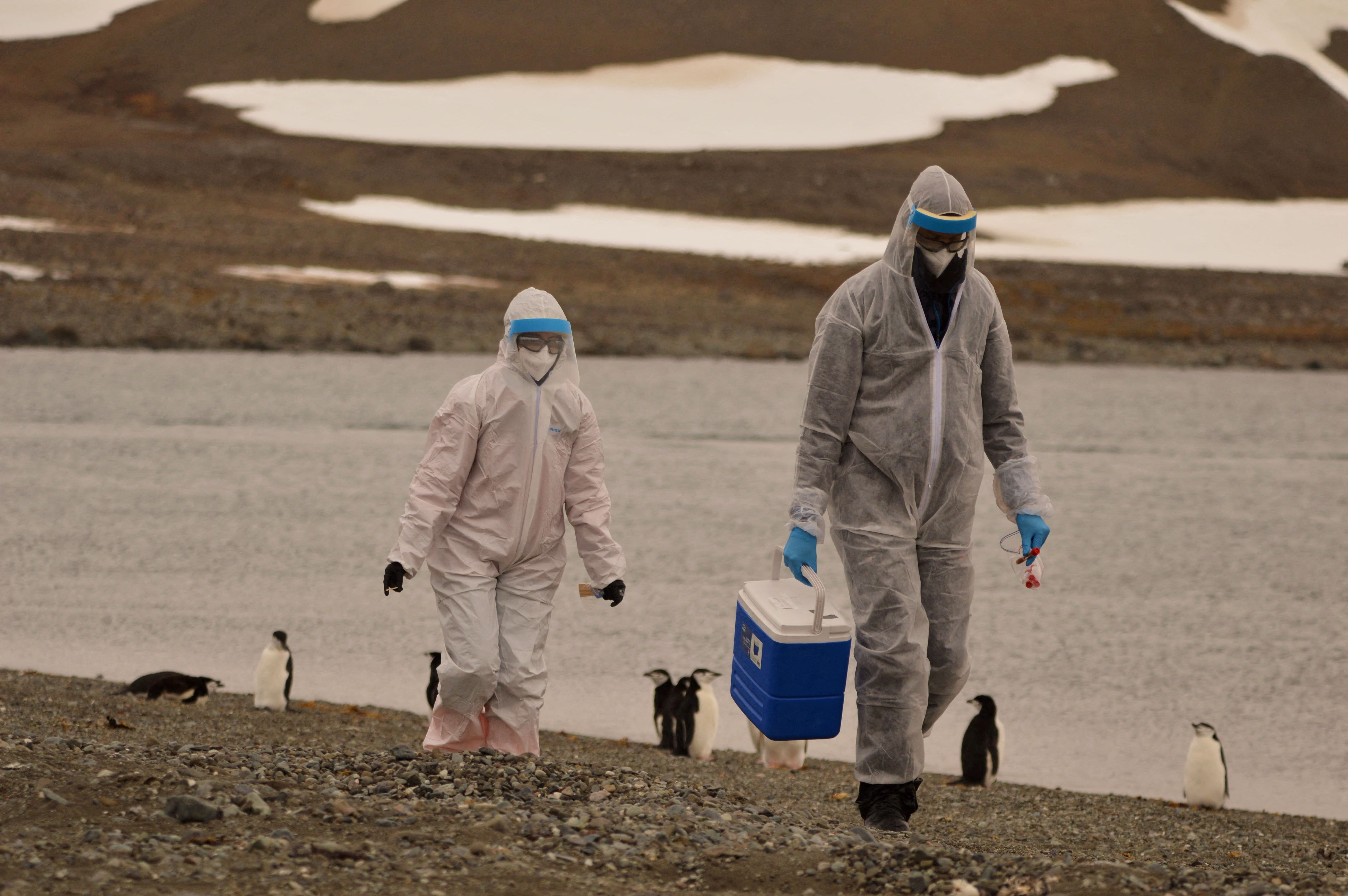 Researchers wearing protective suits collect samples of wildlife, where the H5N1 bird flu virus was detected, at the Chilean Antarctic Territory, Antarctica