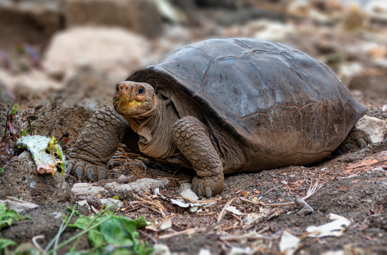 A tortoise considered extinct 100 years ago in Galapagos is still in existence, in Santa Cruz