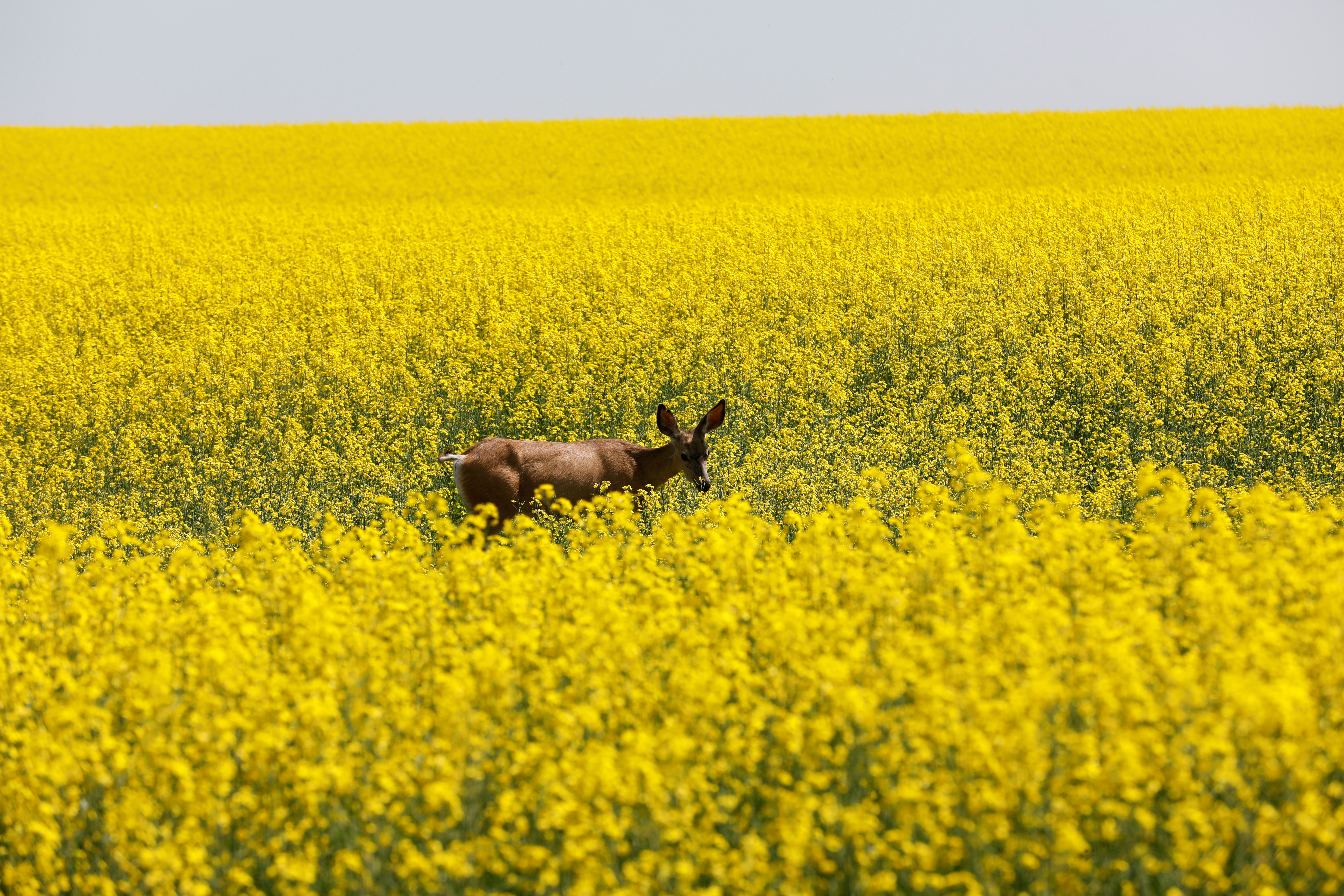 A deer feeds in a Western Canadian canola field in full bloom in 2019