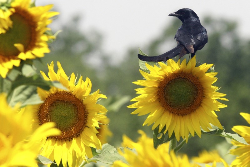 India S Sunflower Oil Imports Could Jump To Record As Prices Dip Below Soyoil Reuters