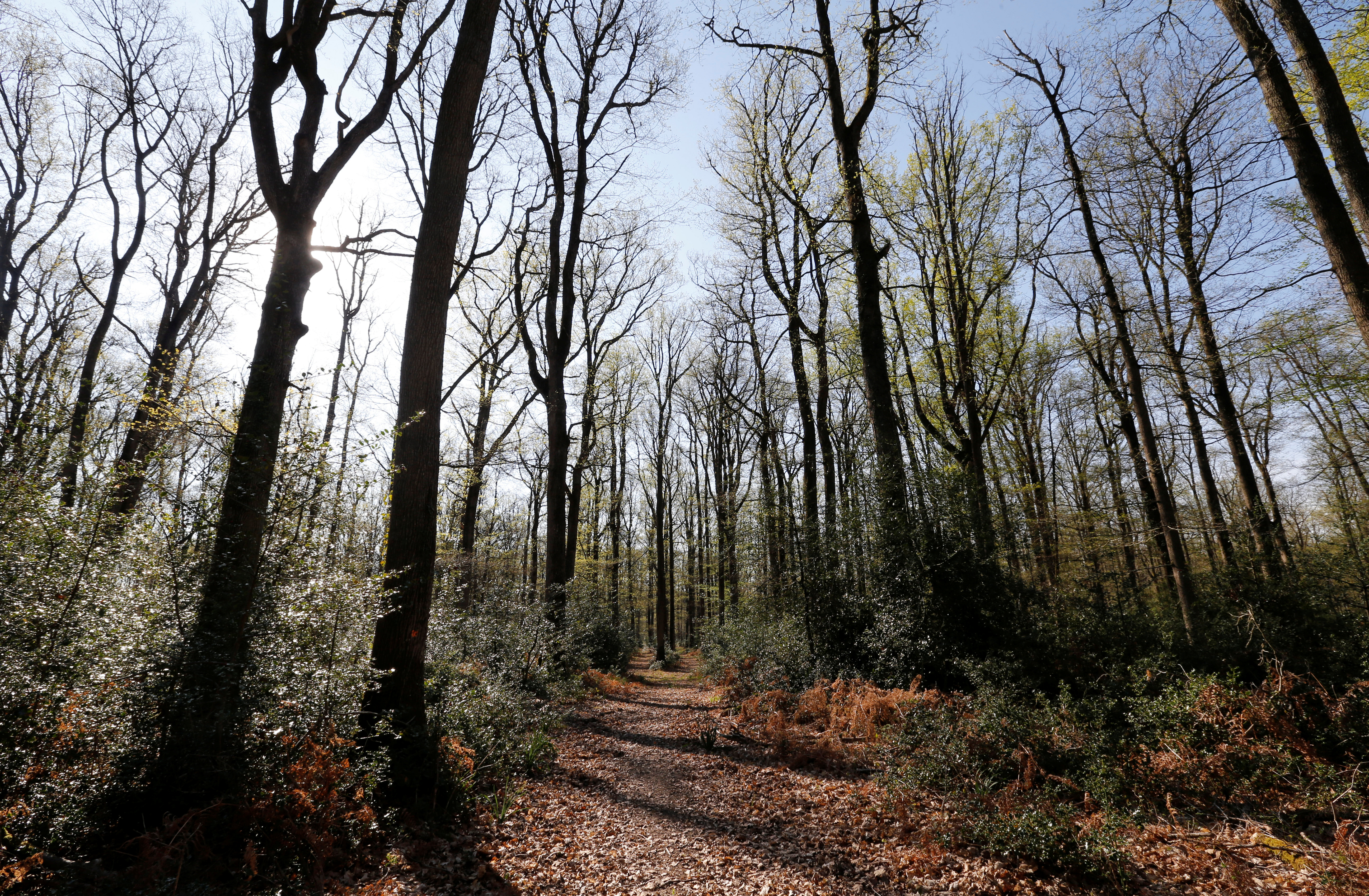 FILE PHOTO - Oak trees are pictured in Chateauroux forest near Ardentes