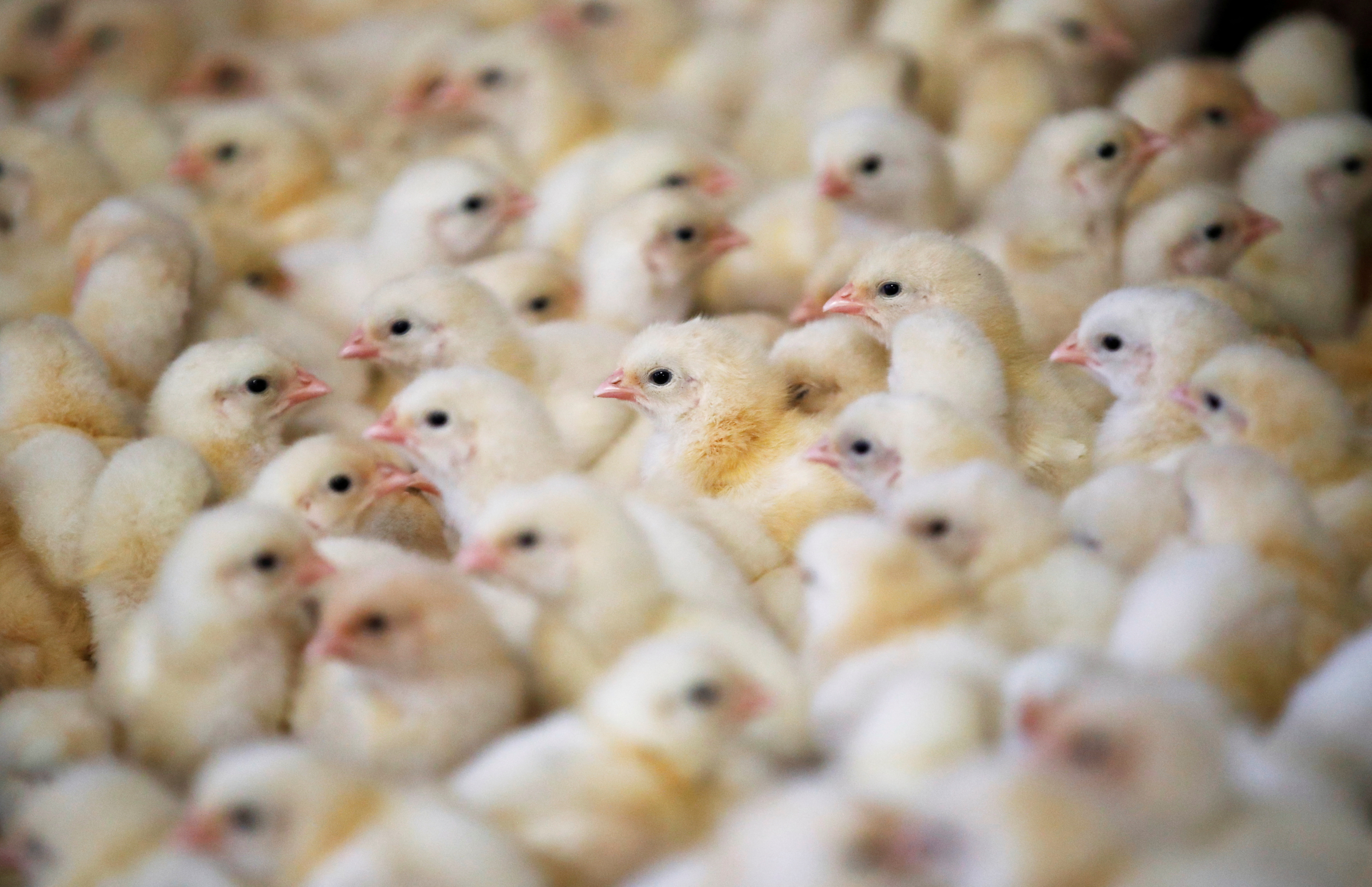 Chicks are seen at a poultry farm in Pruille-le-Chetif