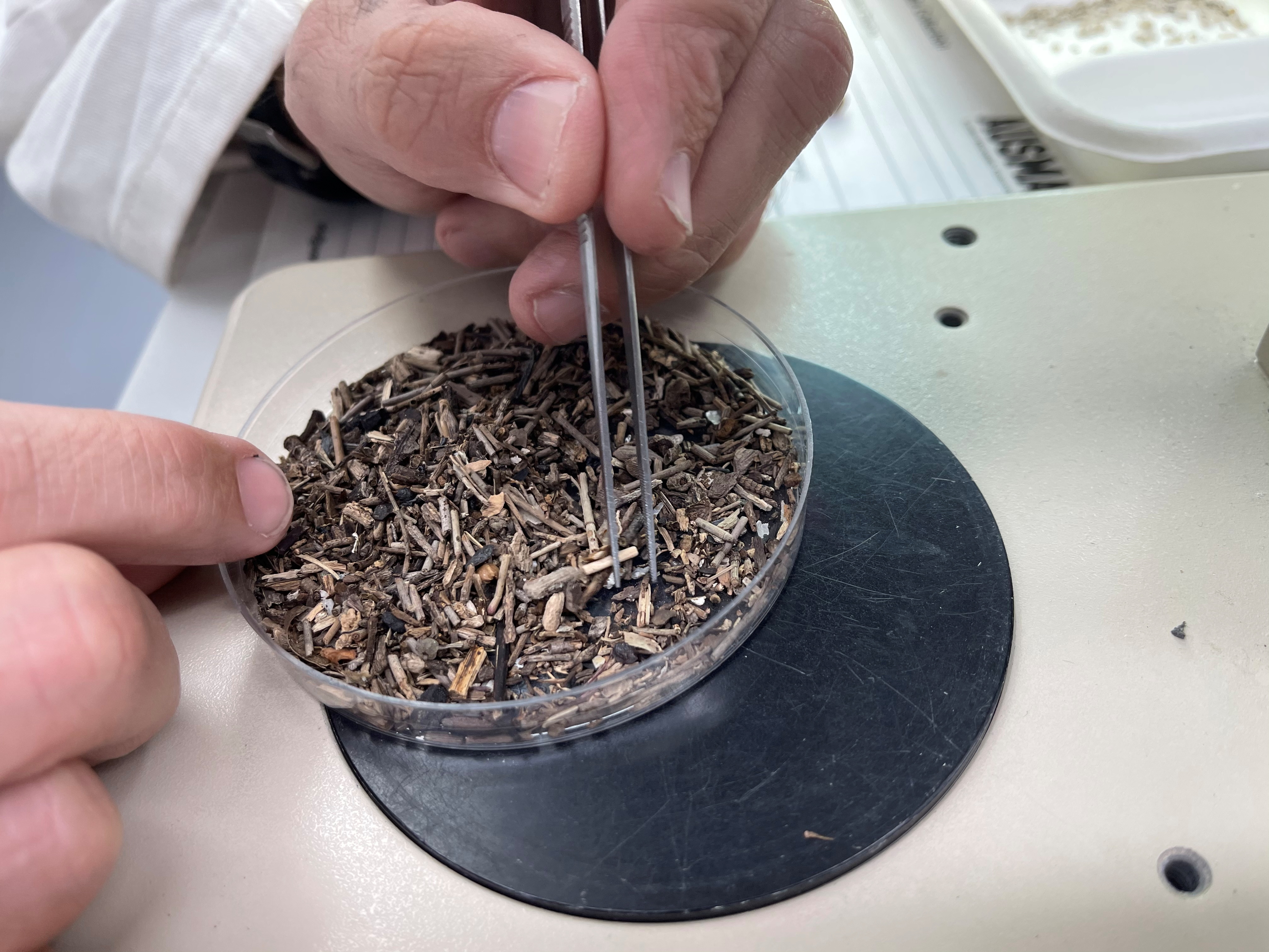 Australian Microplastic Assessment Project Research Director Dr Scott Wilson uses tweezers to find microplastics at Macquarie University in Sydney