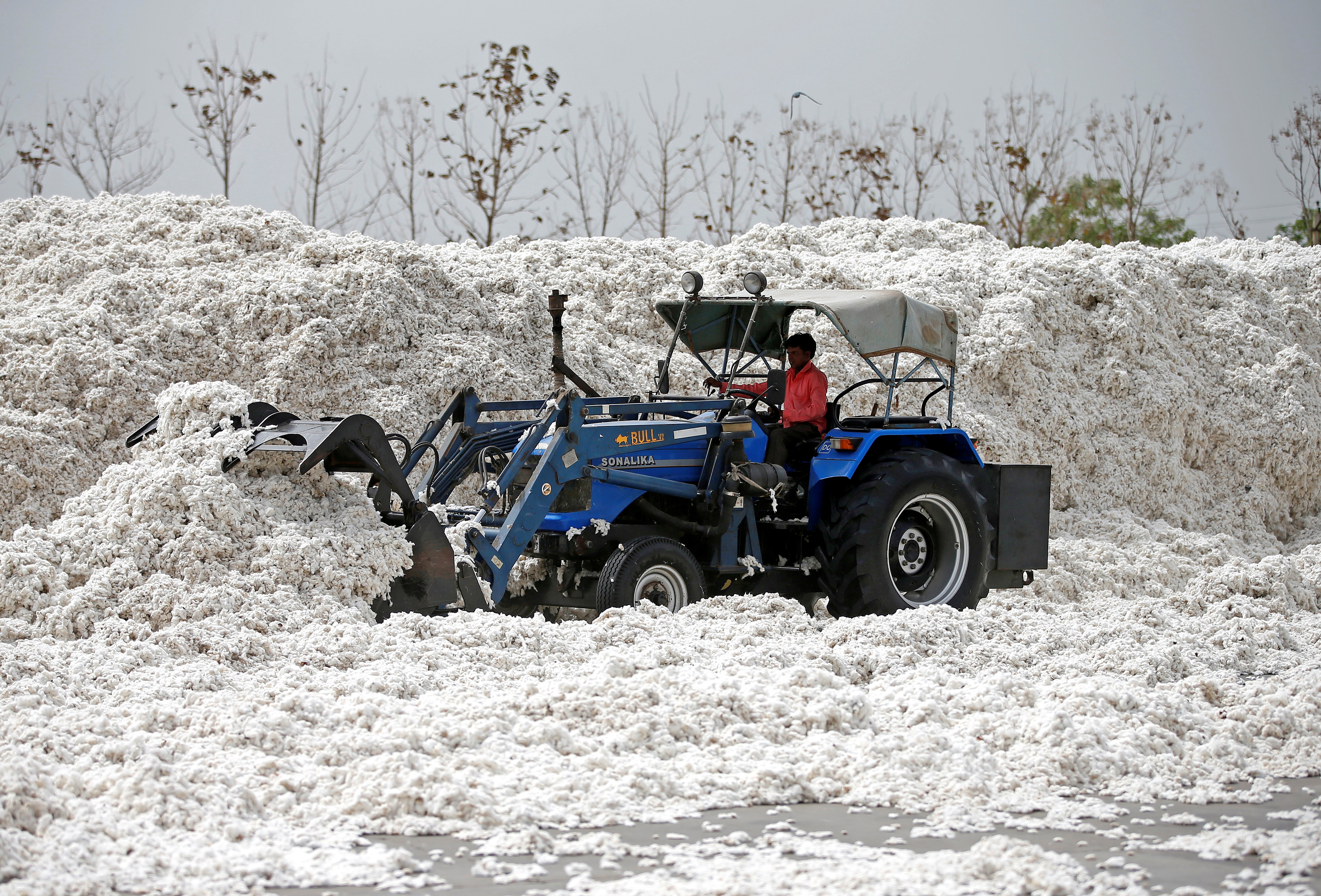 An employee shifts piles of cotton at a cotton processing unit in Kadi town, in the western Indian state of Gujarat