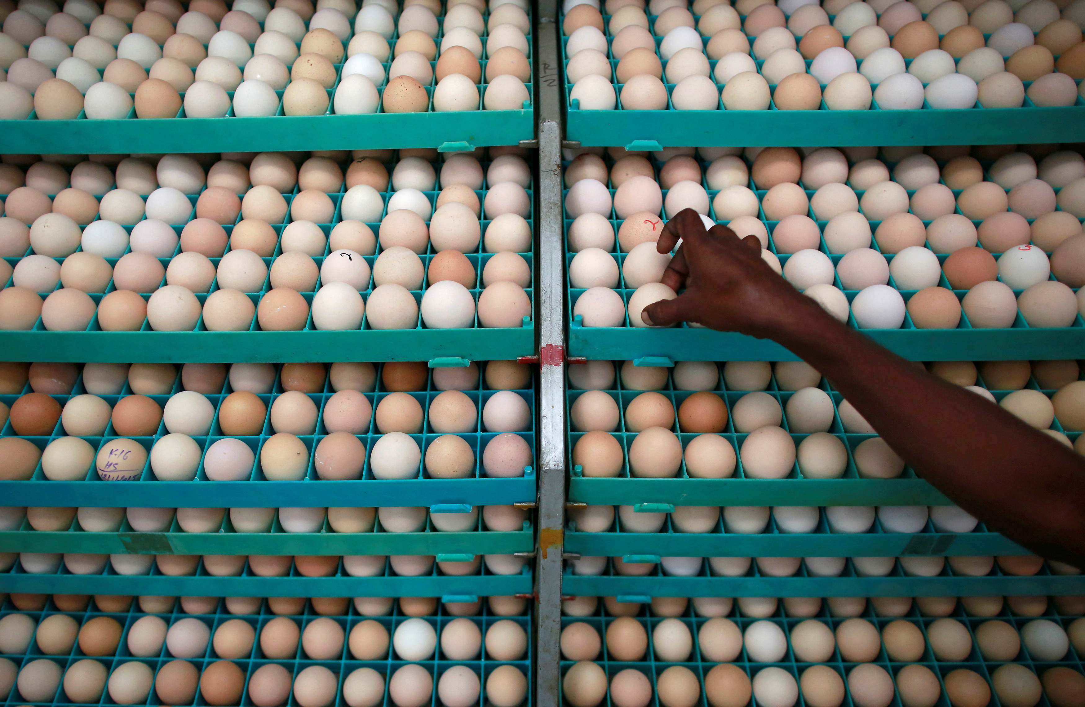 A hatchery worker  inspects an egg in an incubator in Mangaon, south of Mumbai