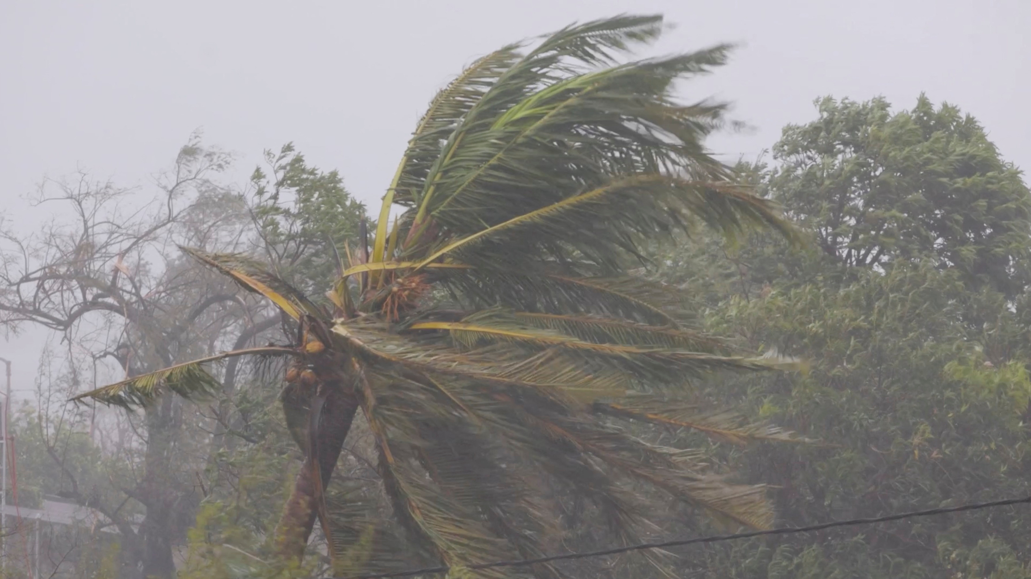 Branches of trees sway as cyclone Freddy hits, in Quelimane