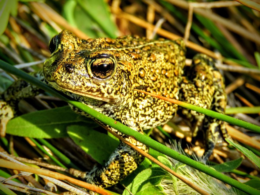 Dixie Valley Toad at the Center for Biological Diversity