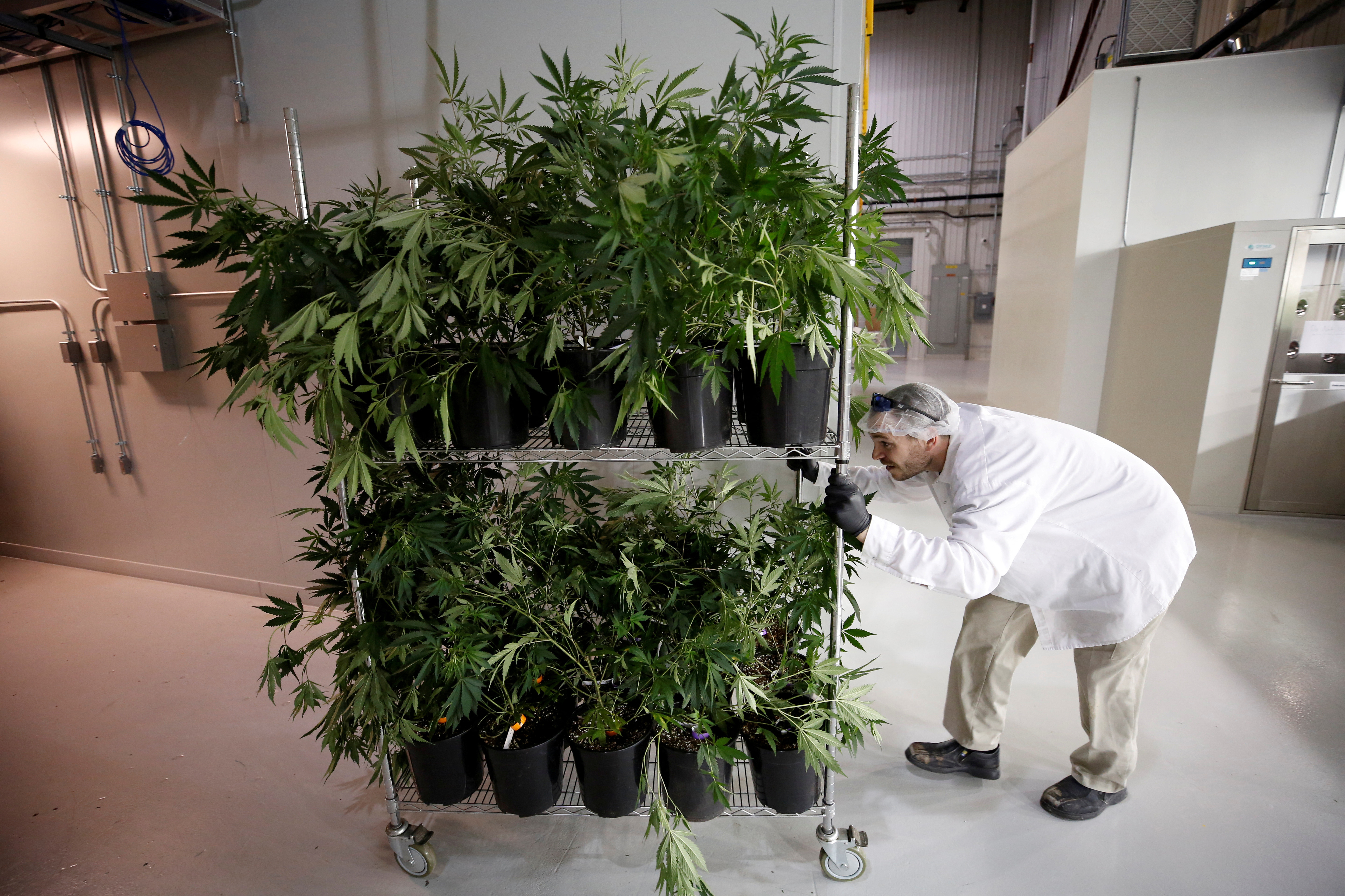 A worker pushes a cart of marijuana plants at the Canopy Growth Corporation facility in Smiths Falls