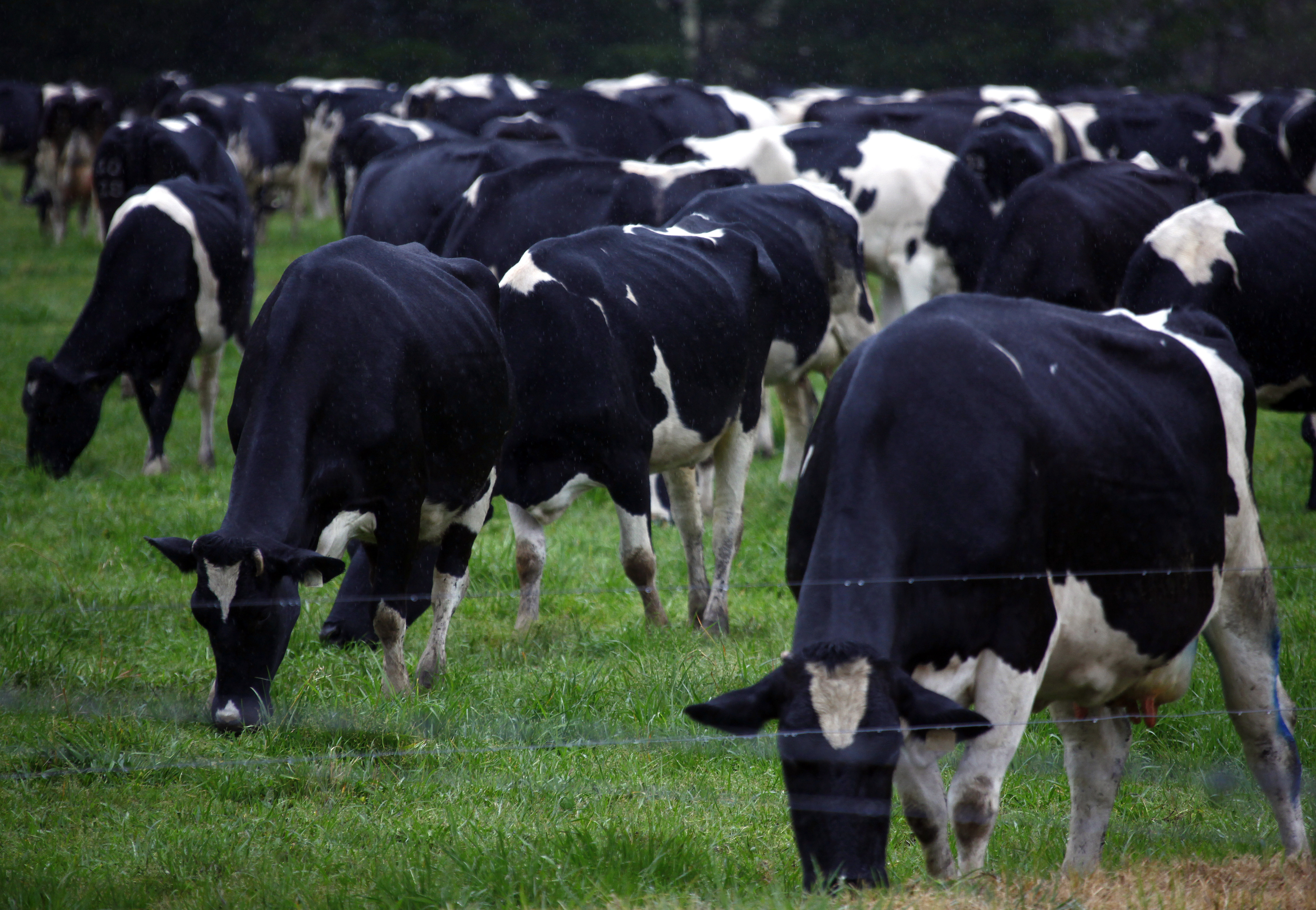 Las vacas lecheras comen hierba en un potrero en la costa sur de Nueva Gales del Sur, cerca de la ciudad de Nowra