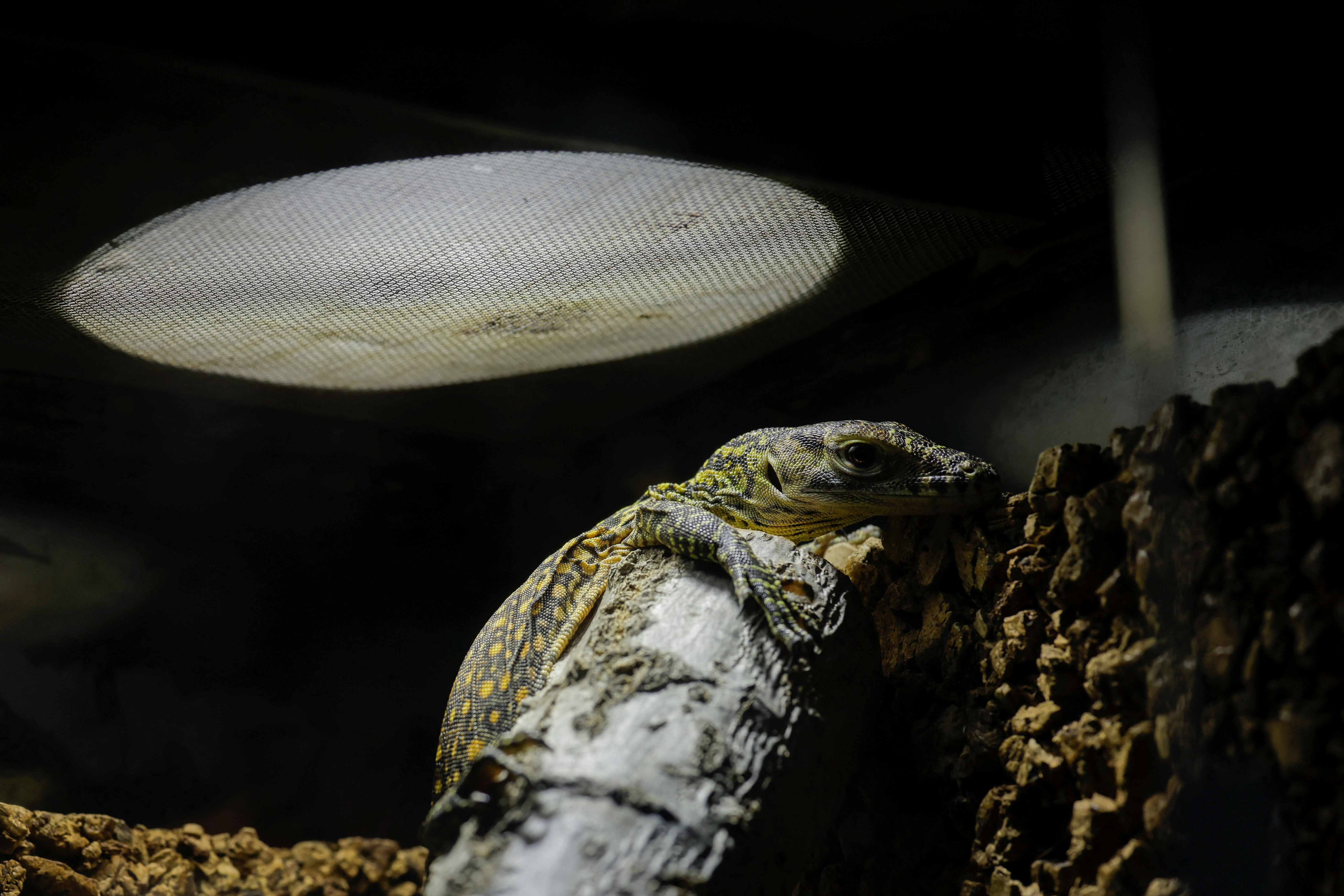 komodo dragon hatching