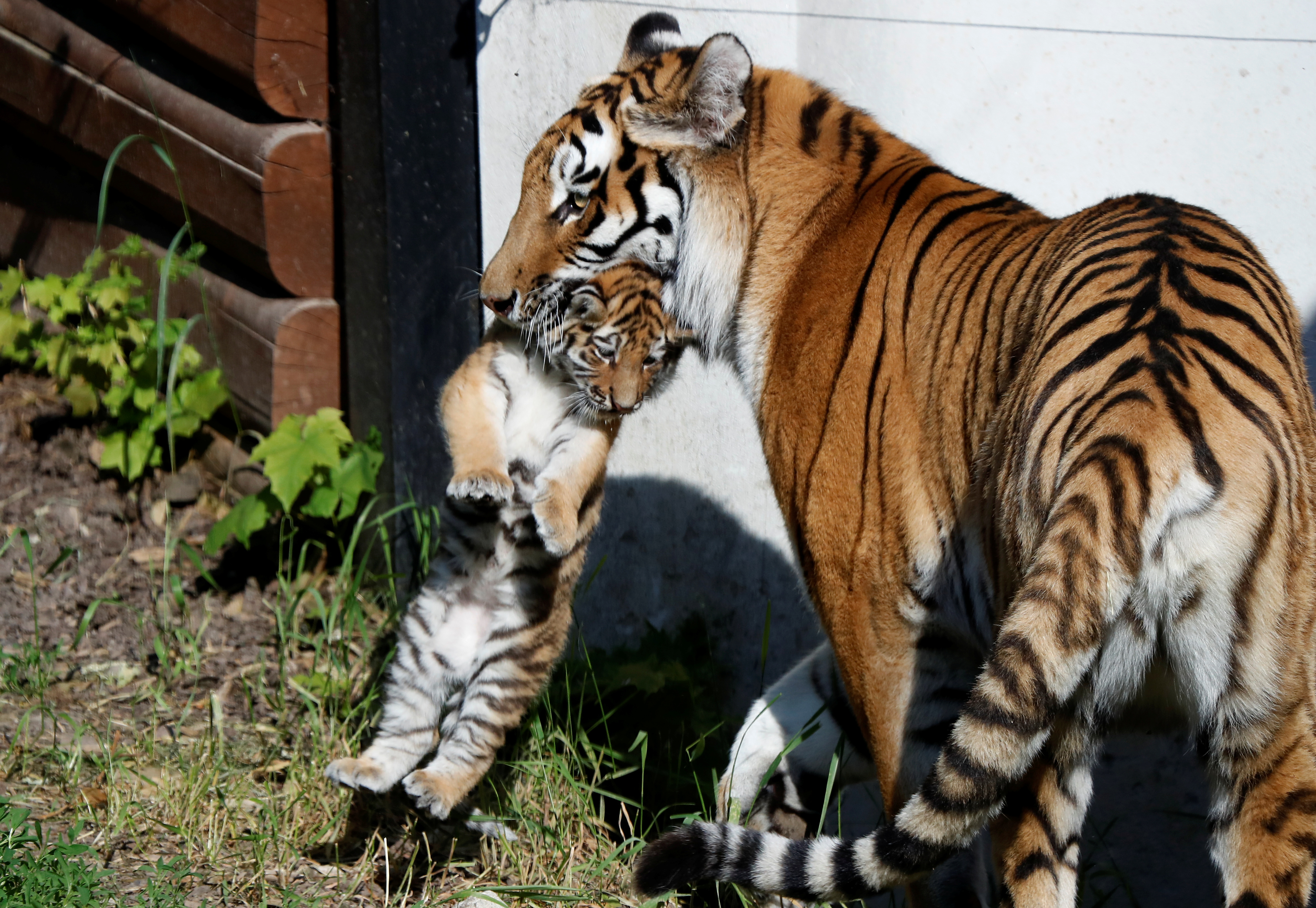 Excited' Polish zoo unveils rare Siberian tiger cubs