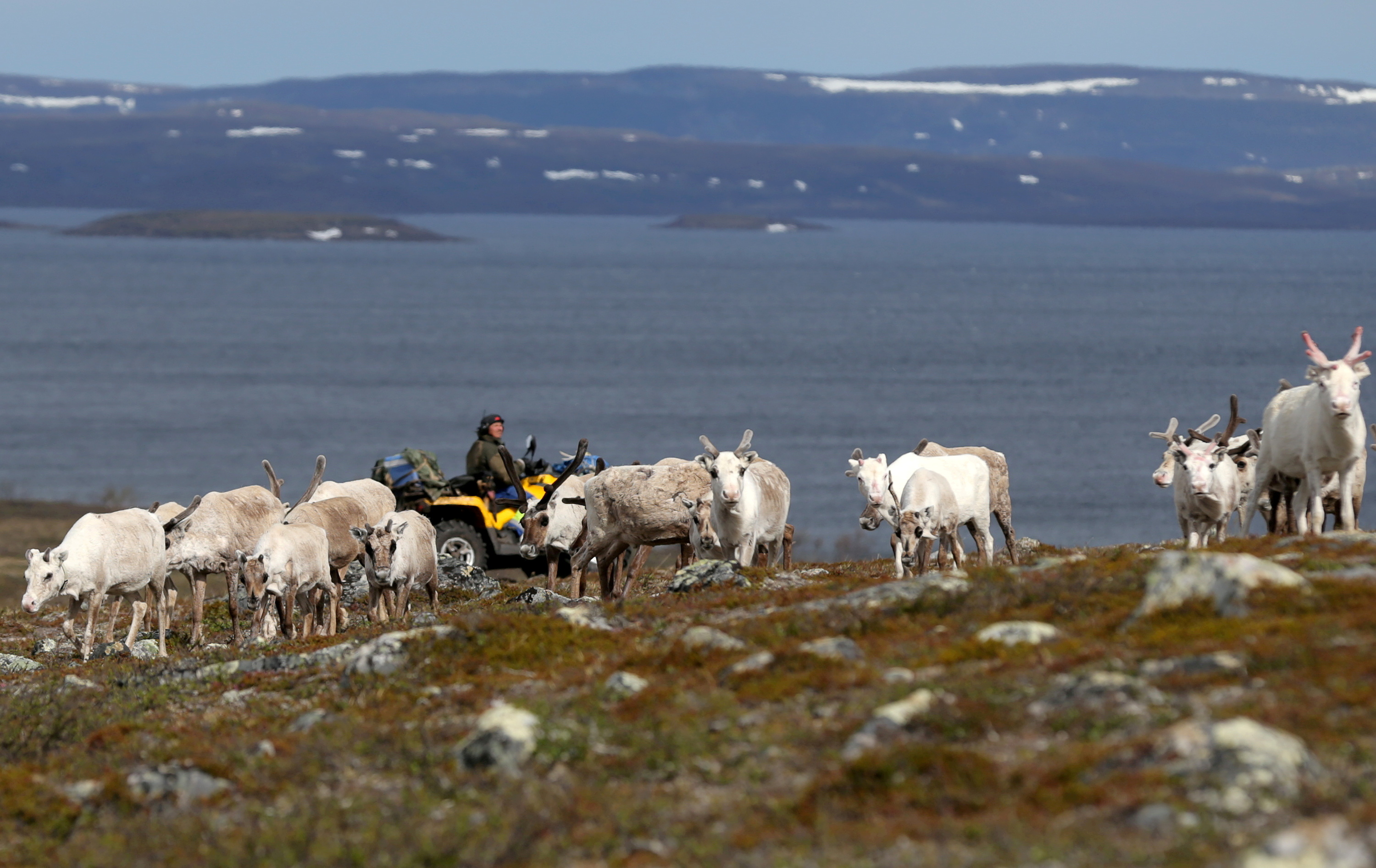 Sami reindeer herder Nils Mathis Sara follows a herd on the Finnmark Plateau, Norway