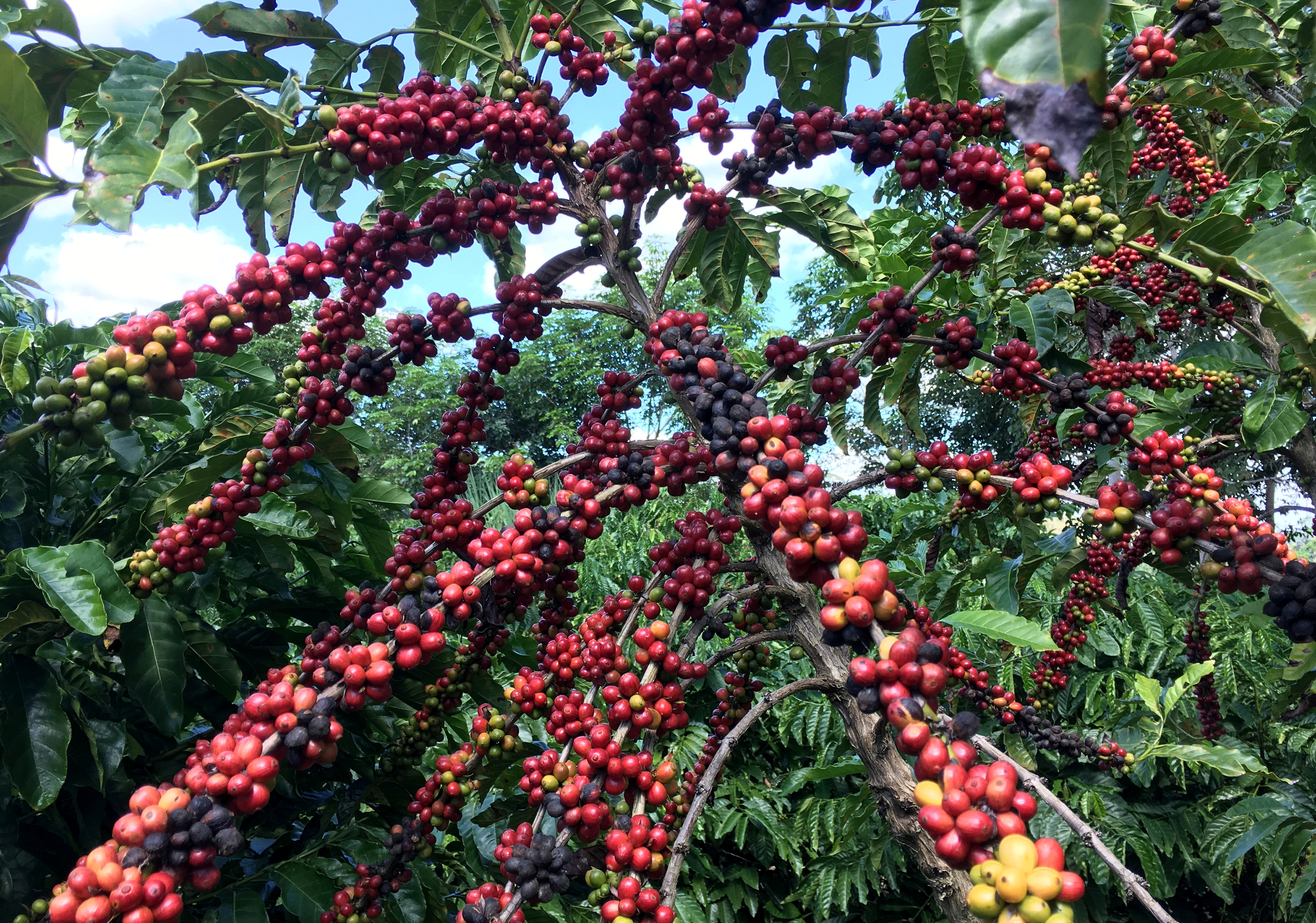 Insight: If your coffee's going downhill, blame climate change