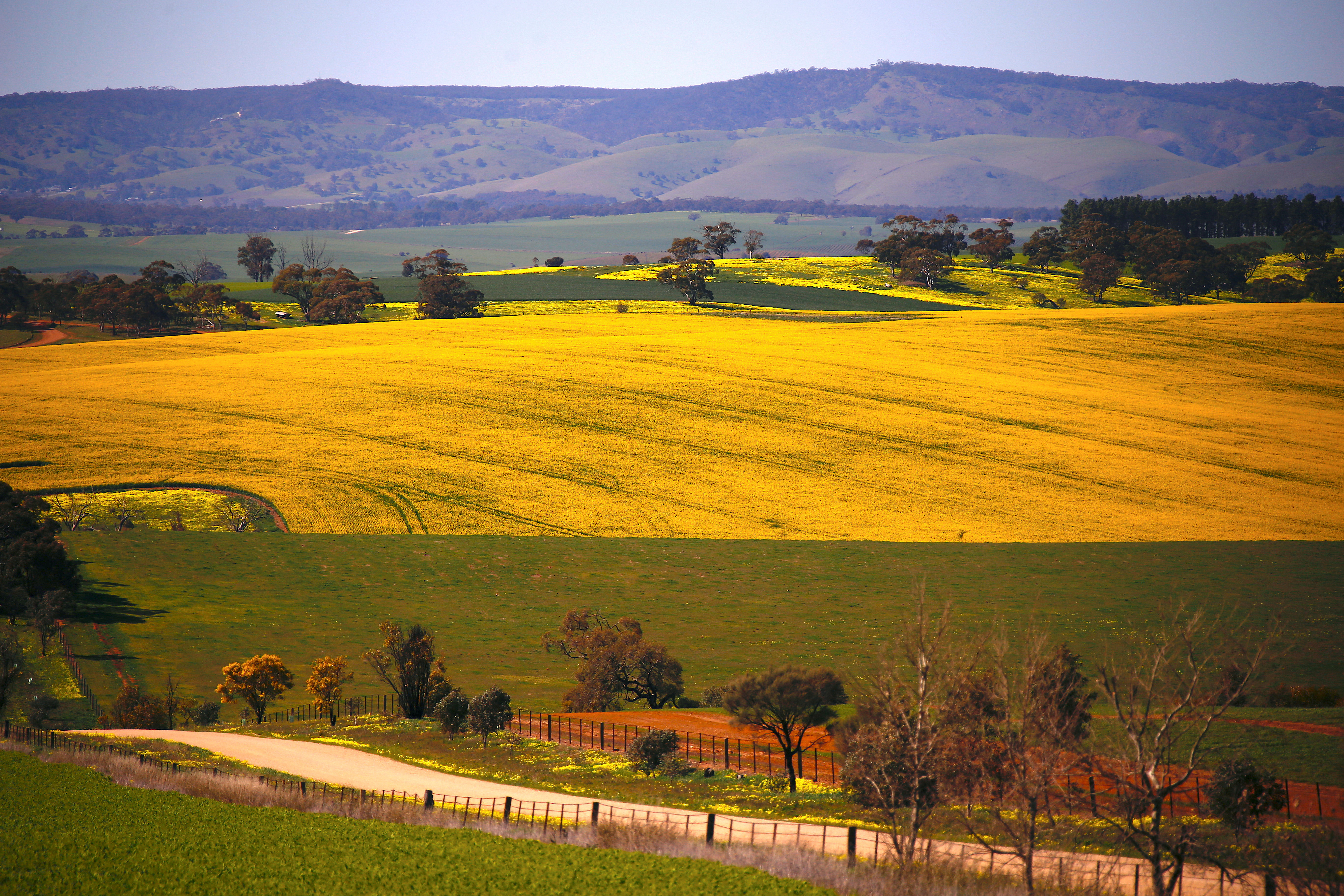 A paddock containing a crop of canola can be seen near a road located on the outskirts of the town of Mallala, north of Adelaide