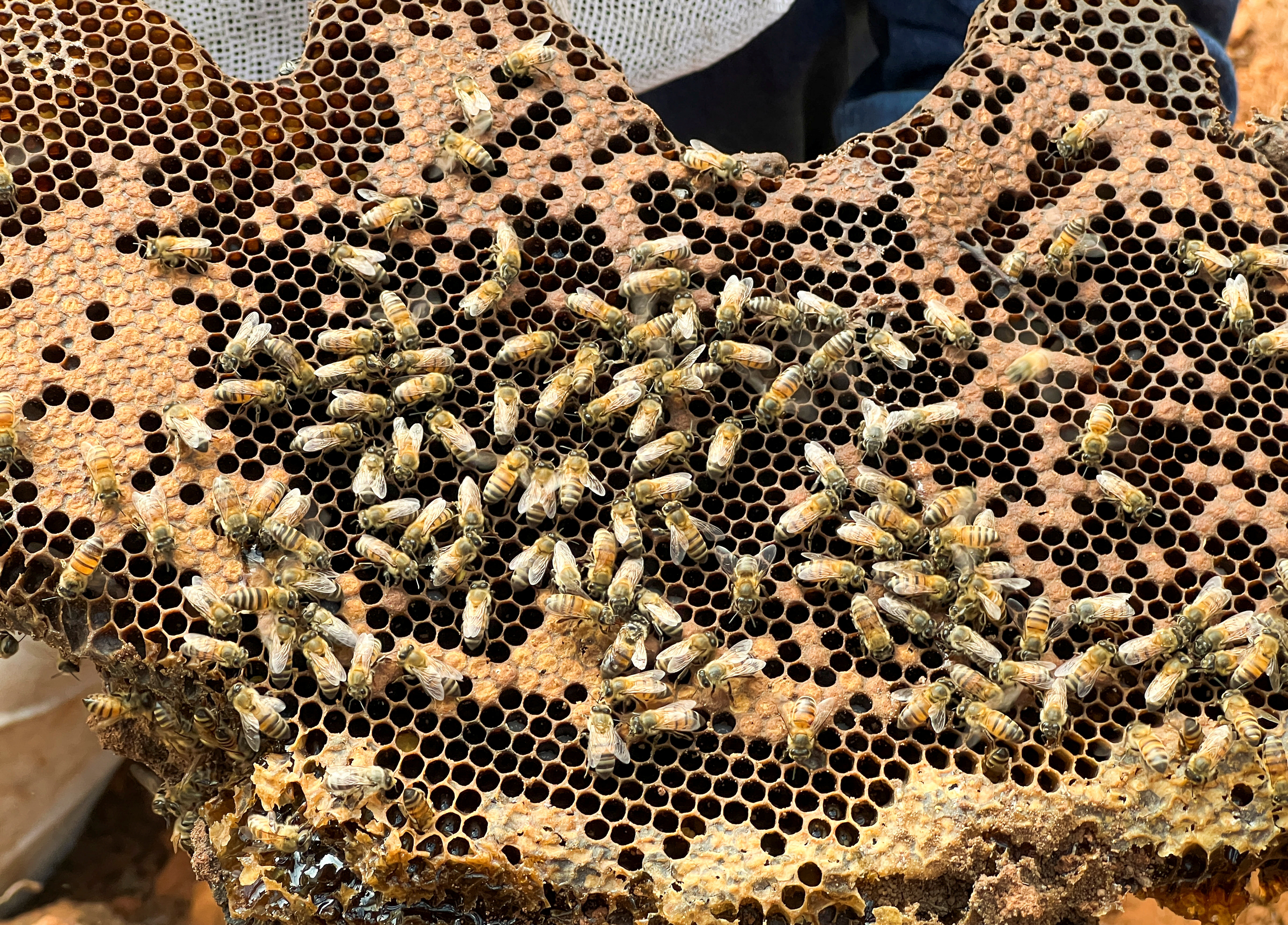 Mexican farmers save bees from drought and people to protect ecosystems, in Santa Ana Zegache