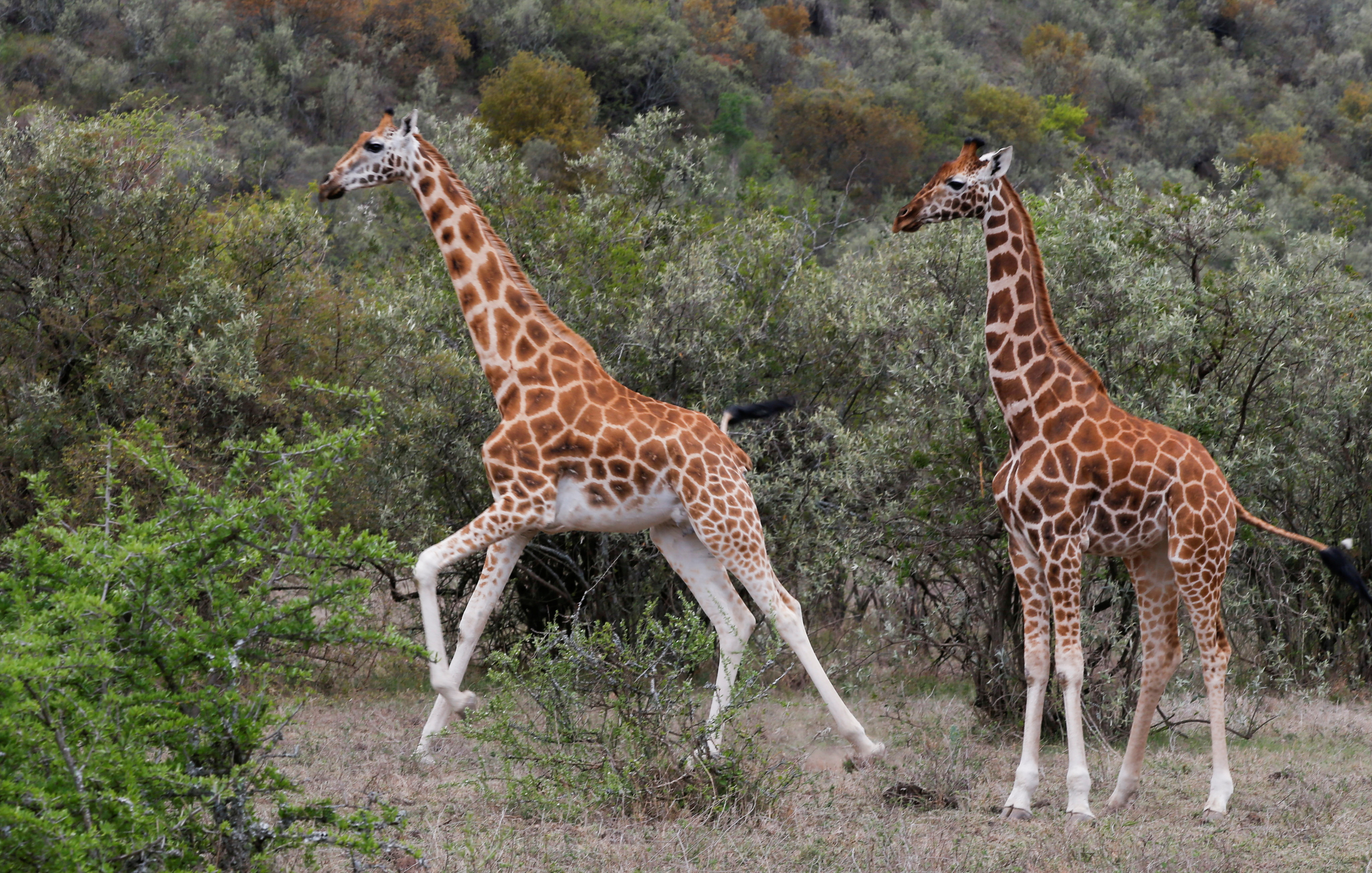 Giraffes run at the Soysambu Conservancy in Nakuru