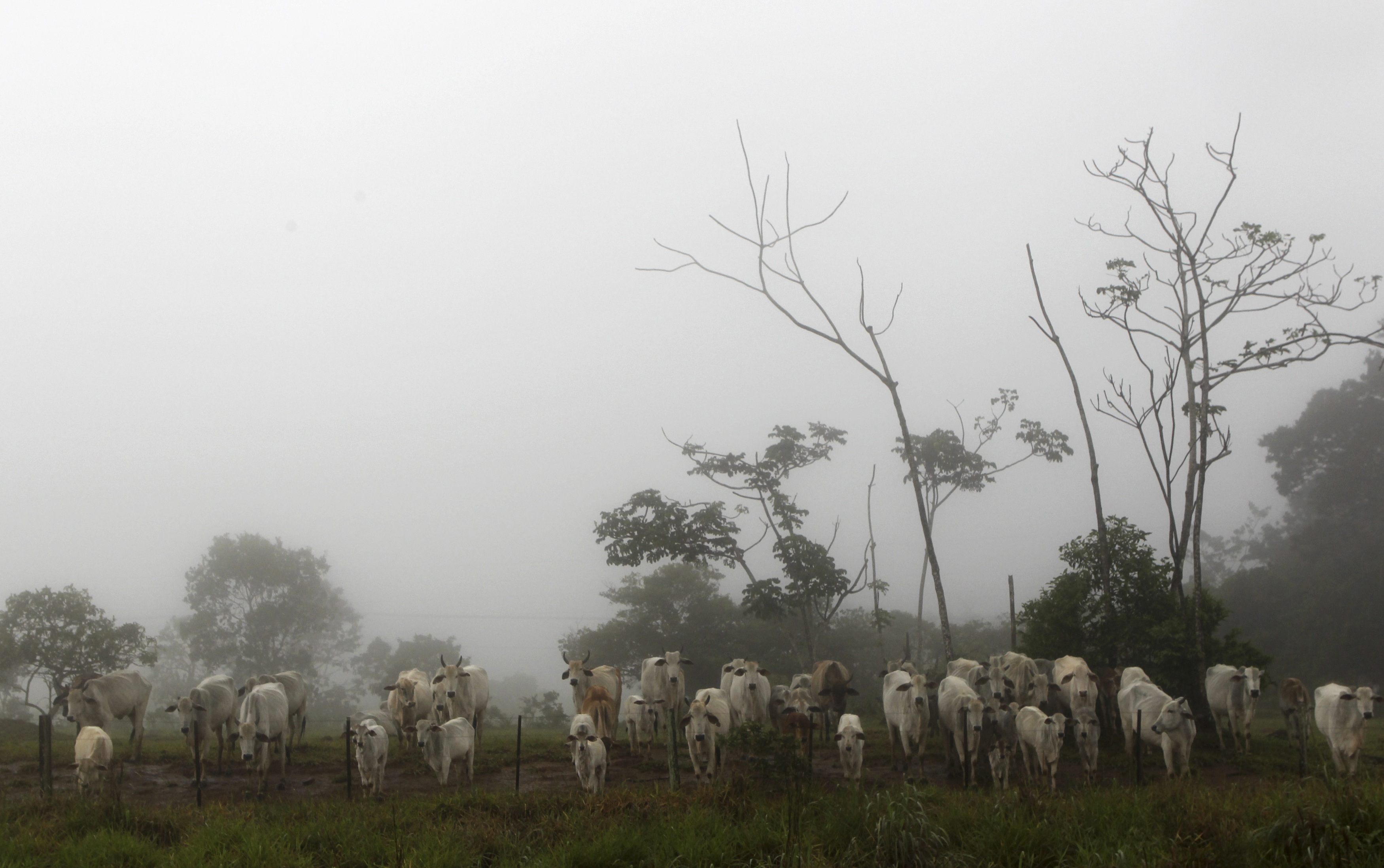 Cattle are seen on a farm with fog in the city of Chapada dos Guimaraes, in the central Brazilian state of Mato Grosso February 8, 2013.  REUTERS/Paulo Whitaker 