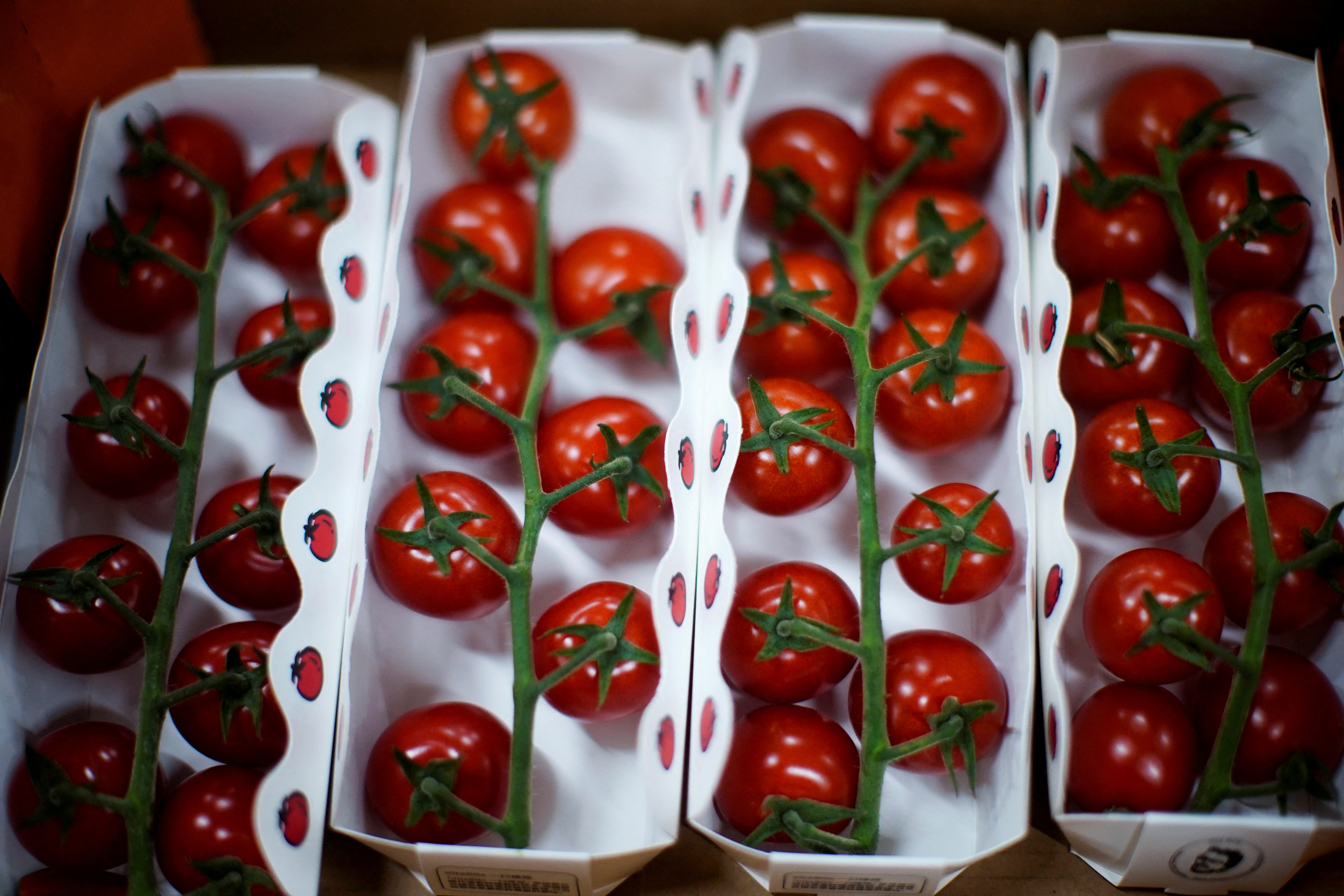 Tomatoes are seen at Hengda greenhouse in Shanghai
