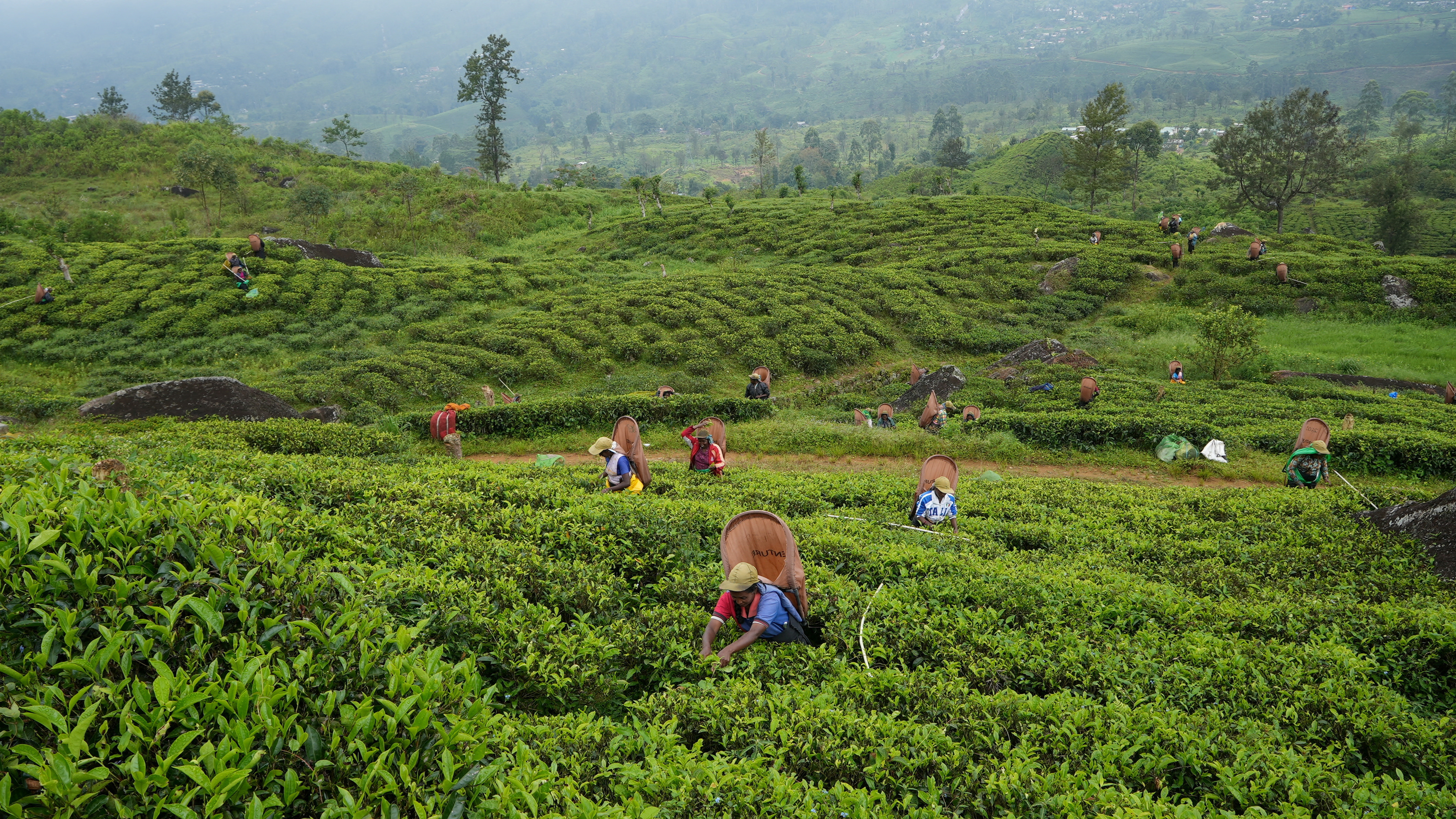 Tea pickers pluck tea leaves at a plantation in the morning in Norwood